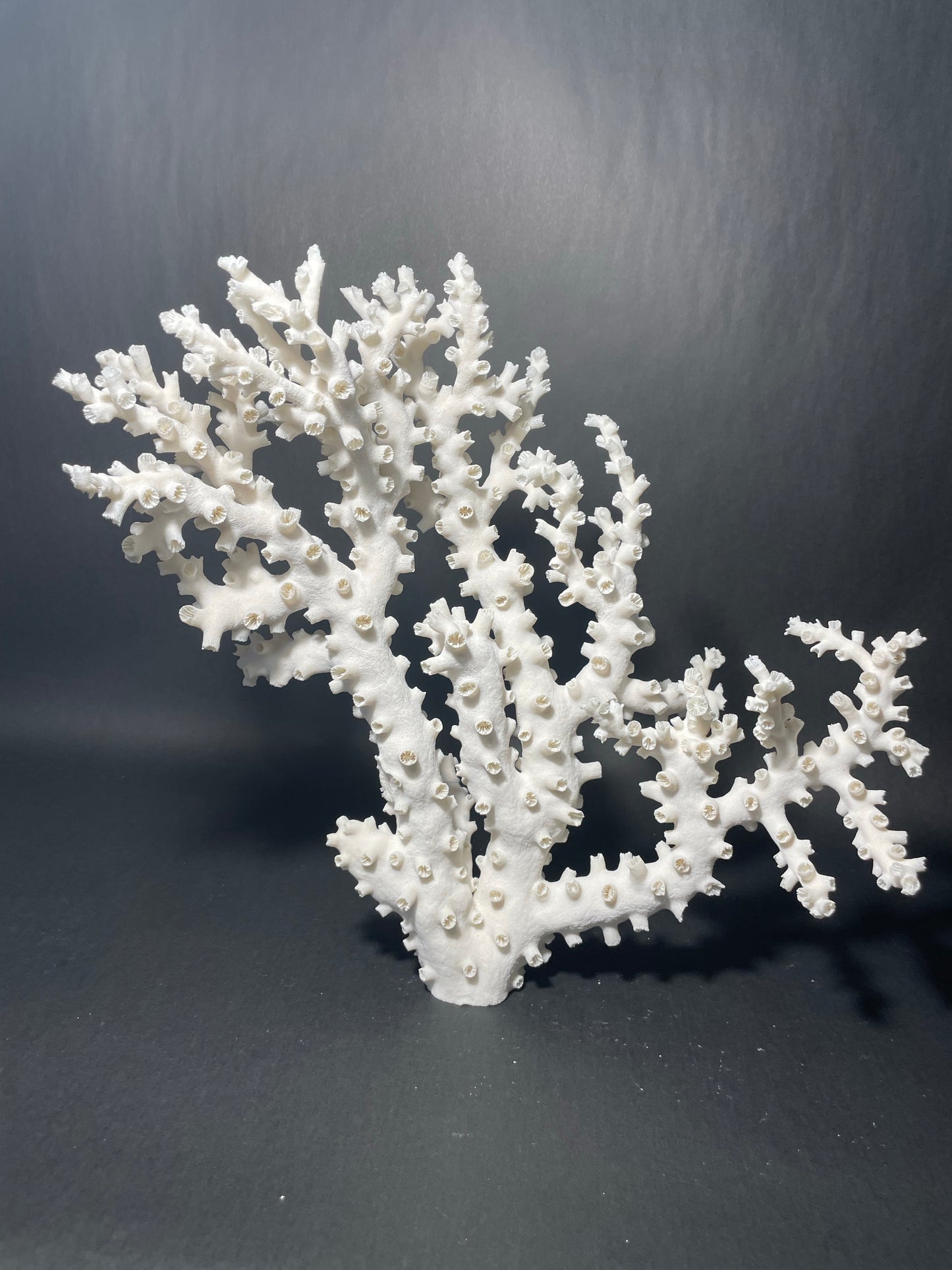 Octopus Coral (13”x13”x7”)