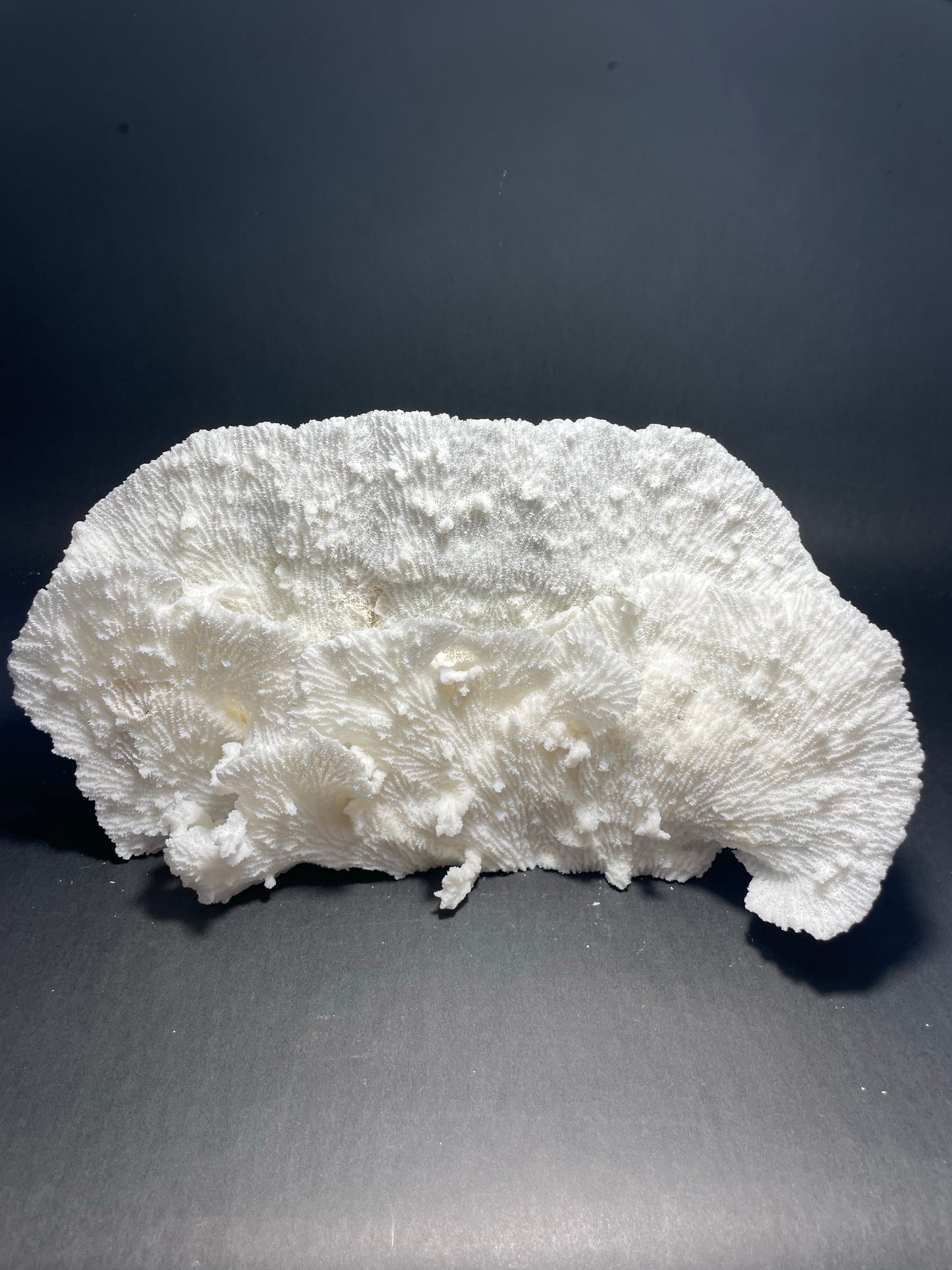 Merulina Coral (13"x7"x4”)
