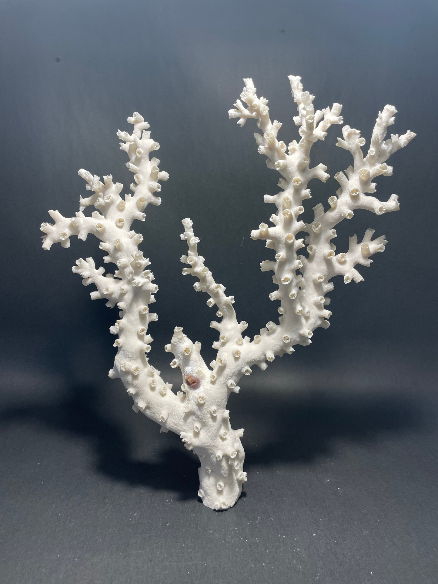 Octopus Coral (15”x13”x4”)