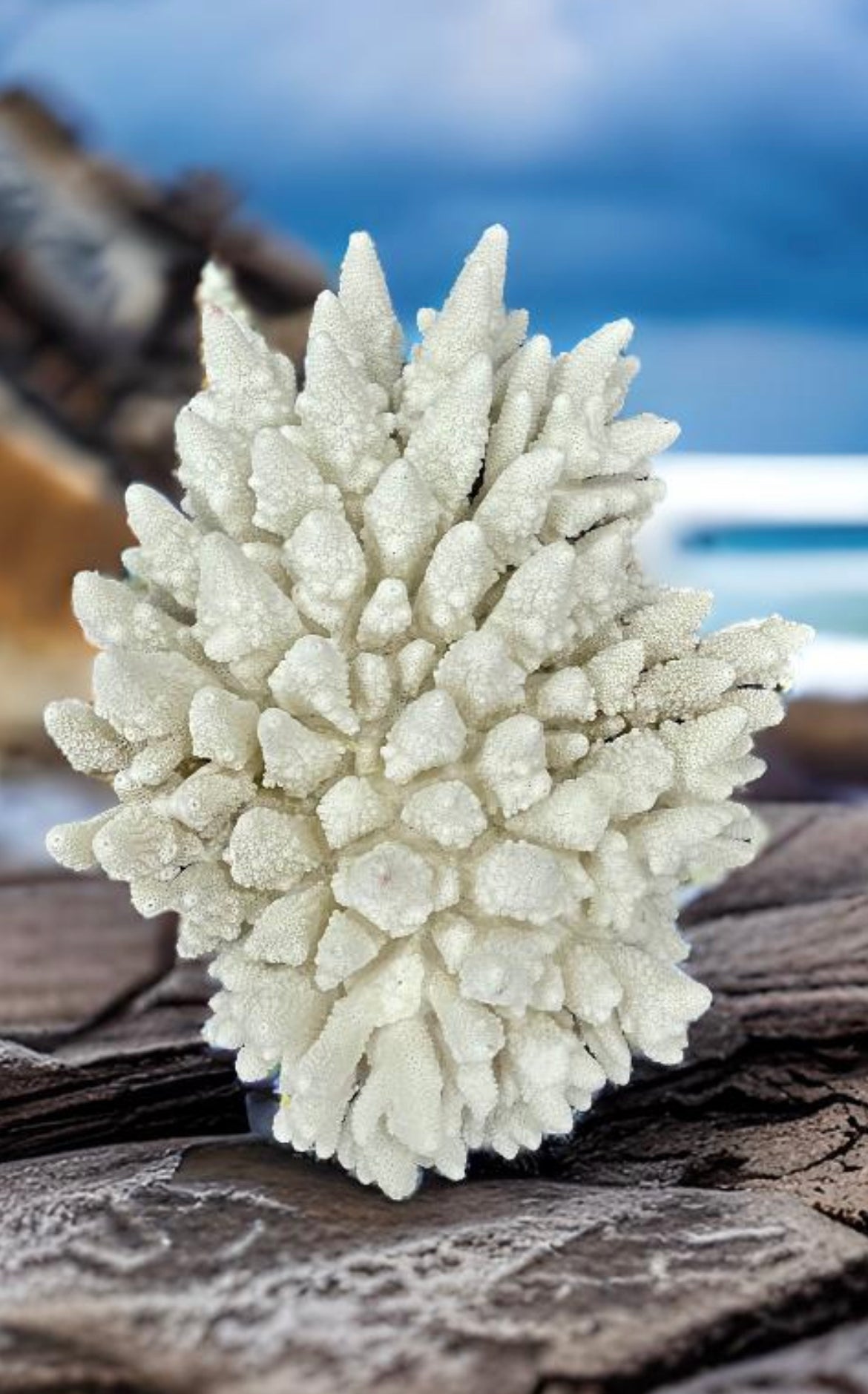Finger Coral (14”x12”) 17 lbs