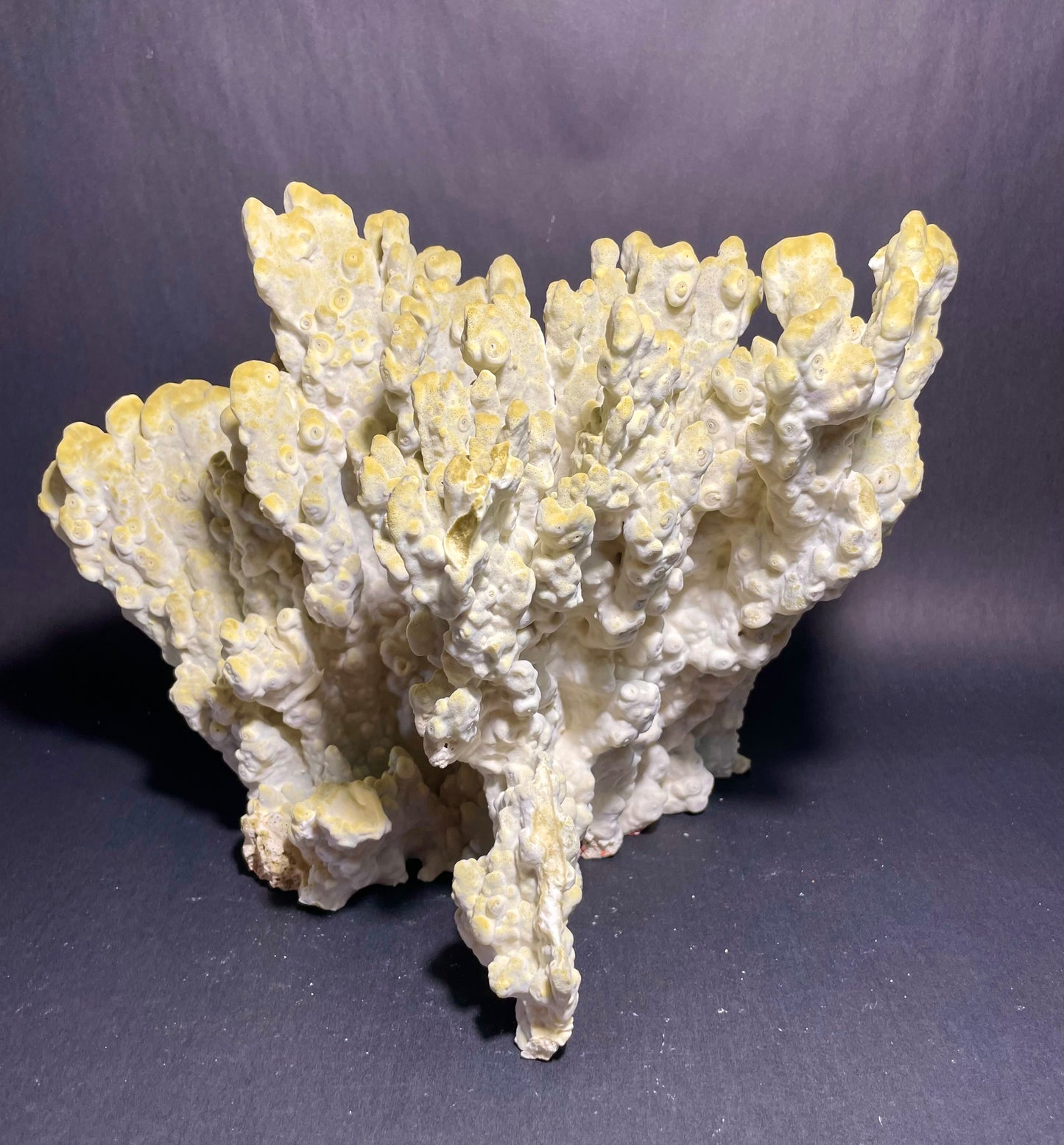 Green Fire Coral (14”x11”x9”)