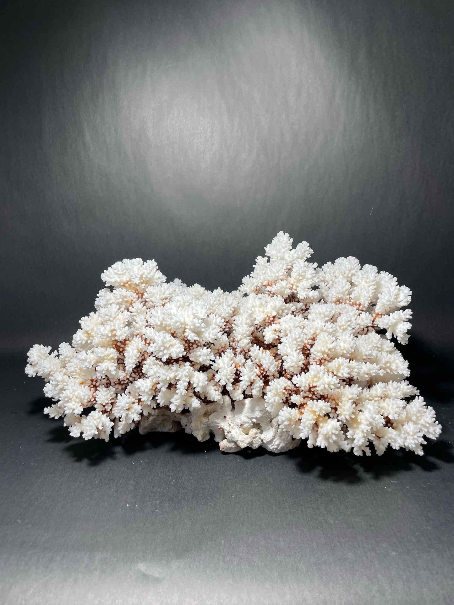 Brownstem Coral 10 Lbs (16”x11”)
