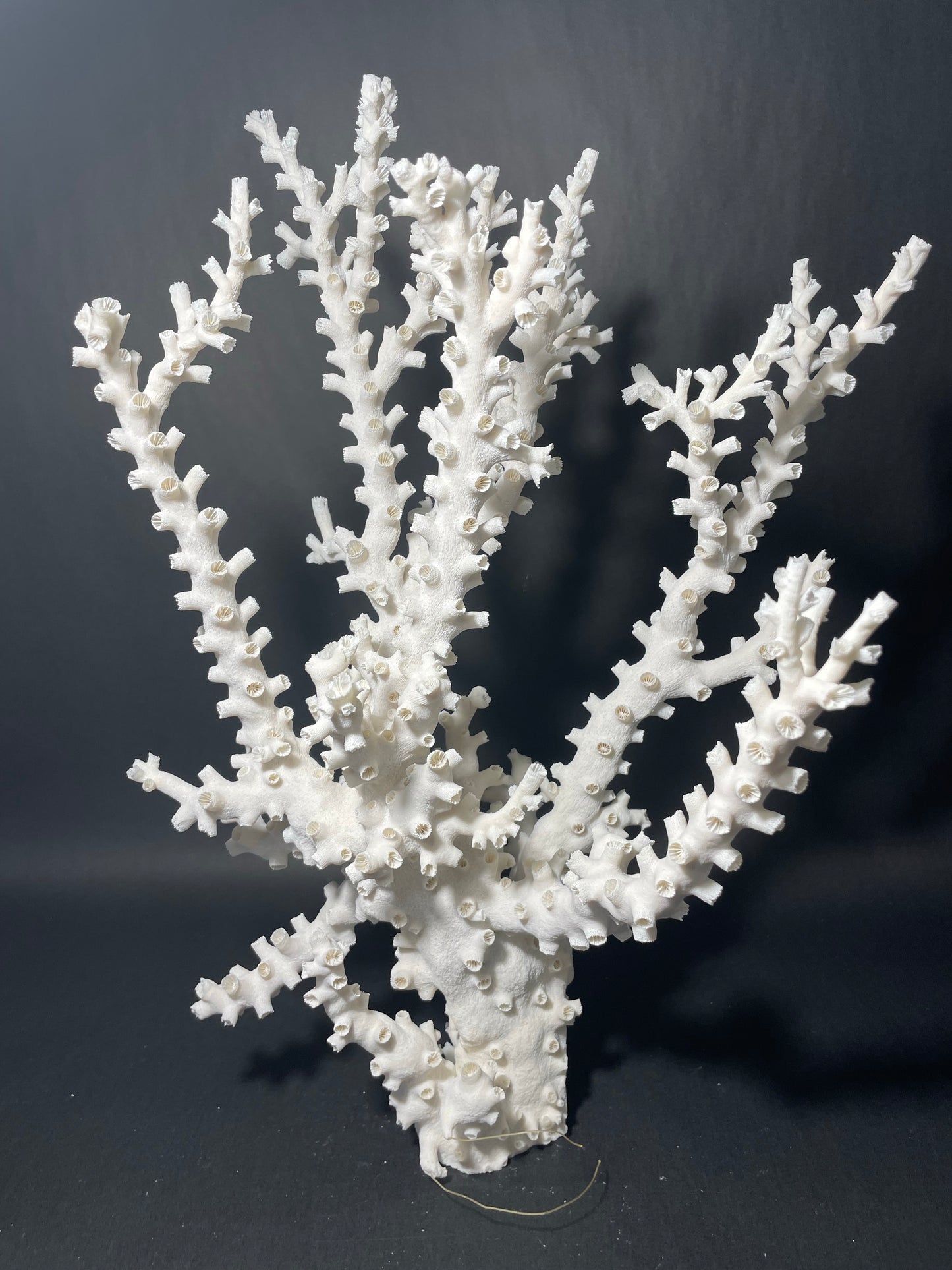 Octopus Coral (19”x14”x14”)
