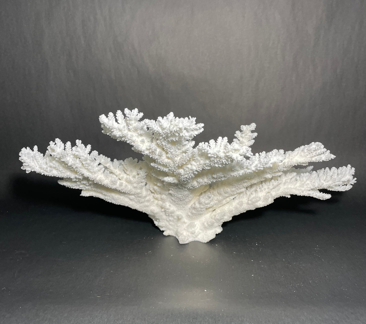 Branch Coral (19”x17”)