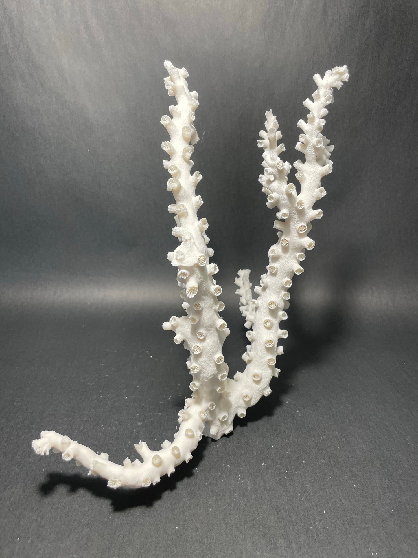 Octopus Coral (12”x10”x4”)