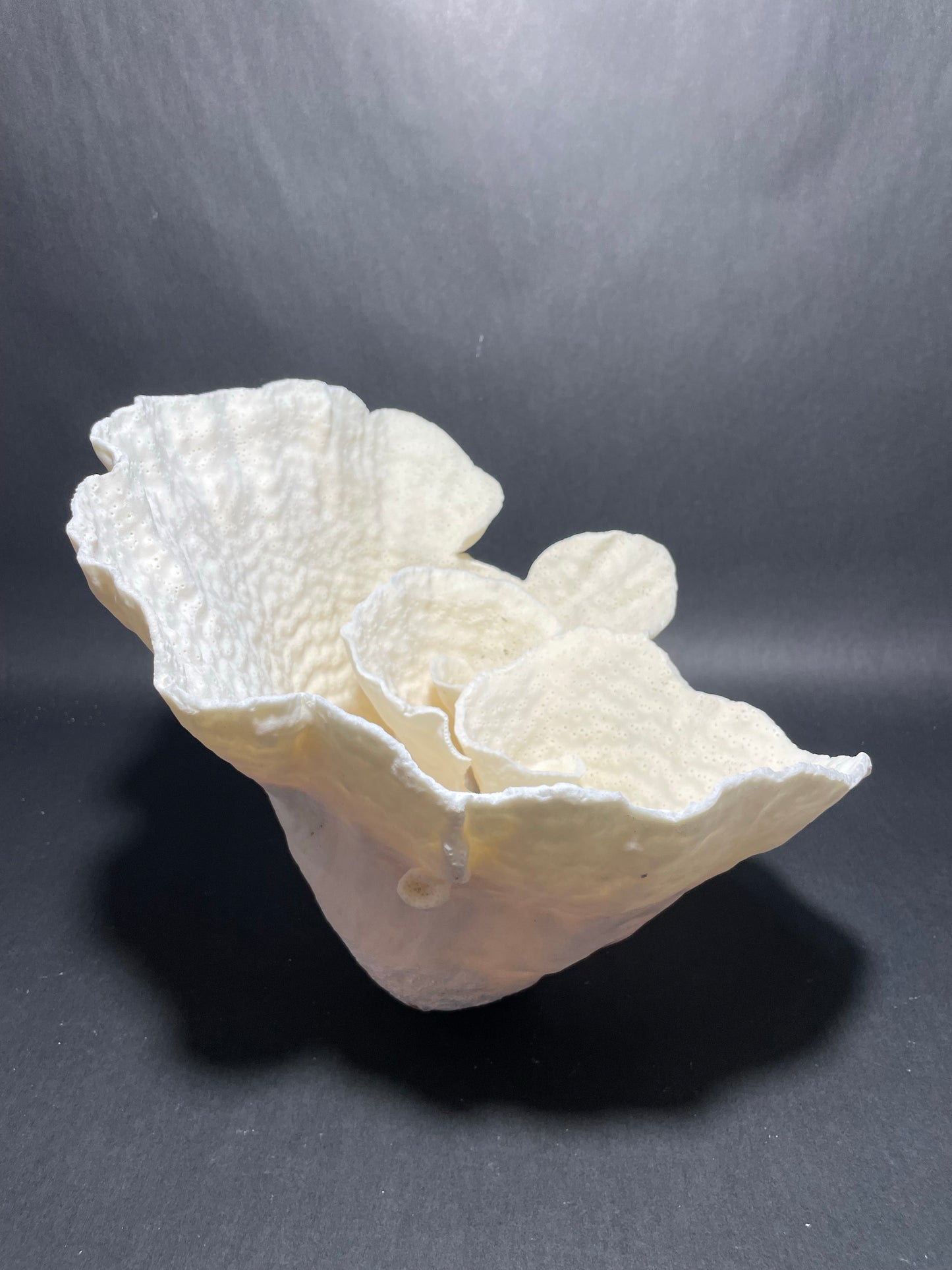 Cup Coral (12”x11”x9”)