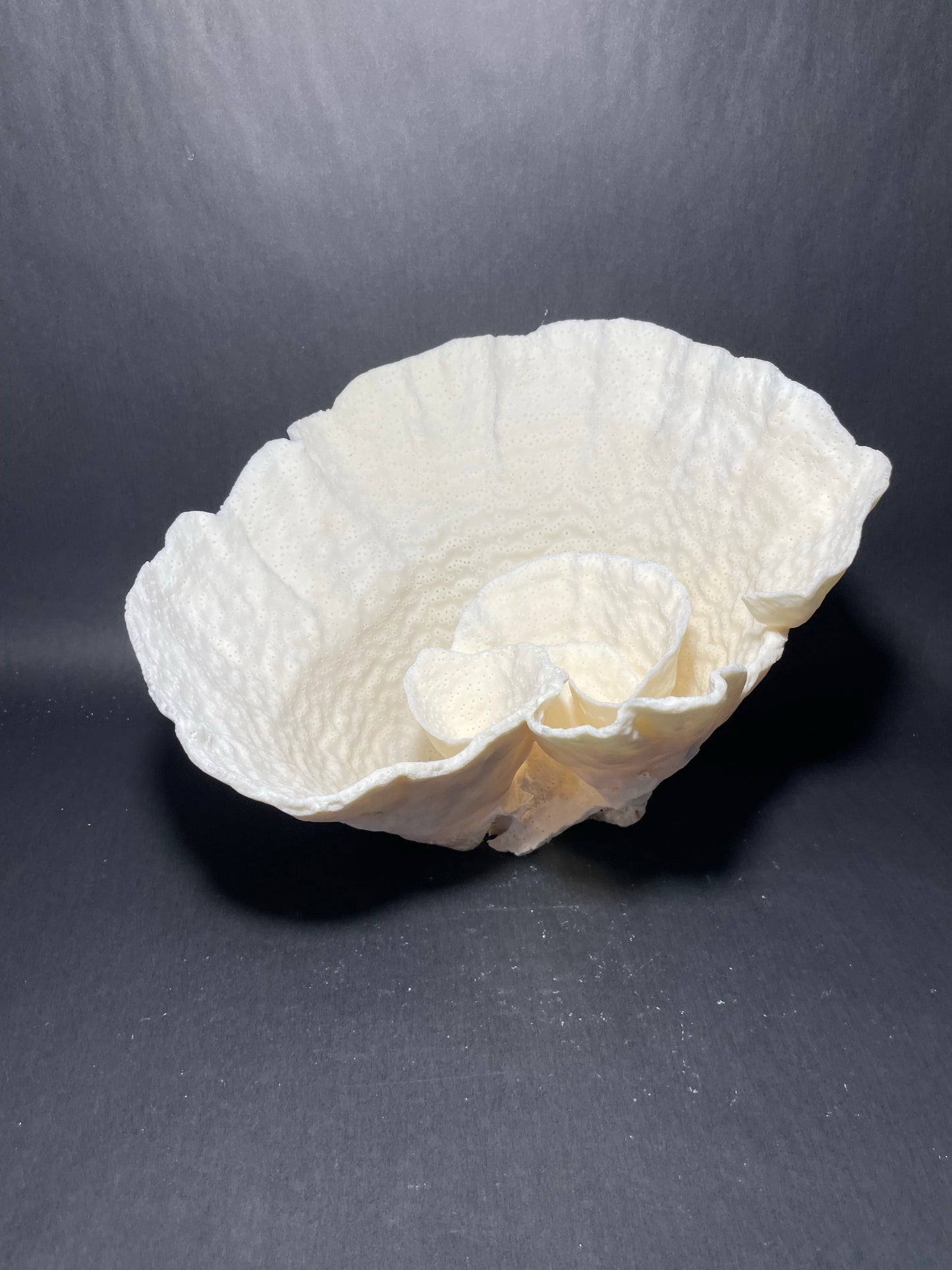 Cup Coral (12”x11”x9”)