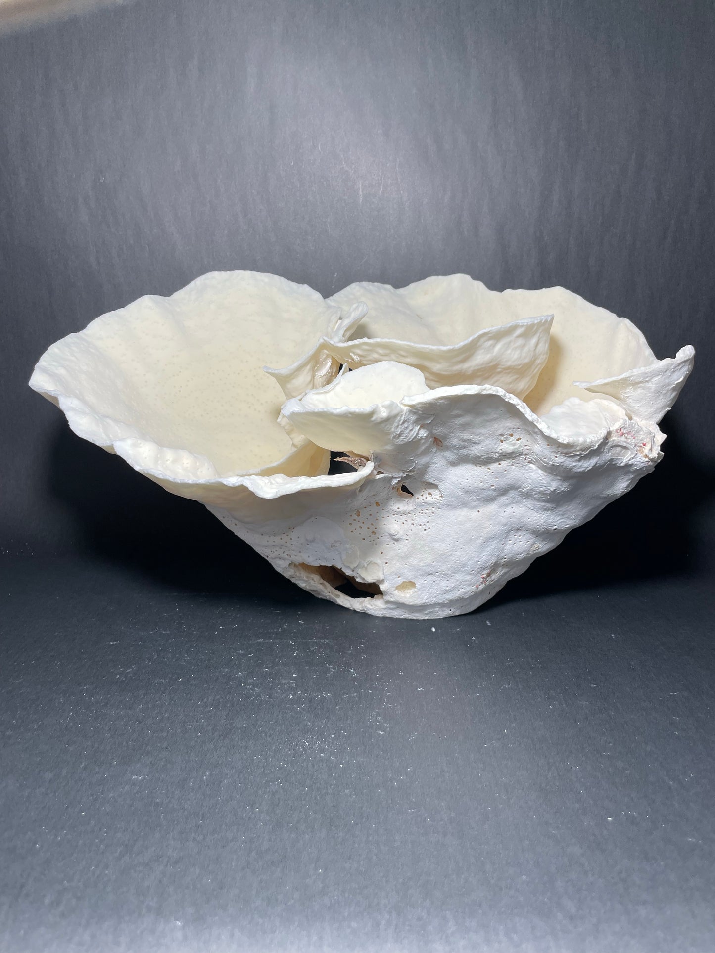 Cup Coral (16”x12”x9”)