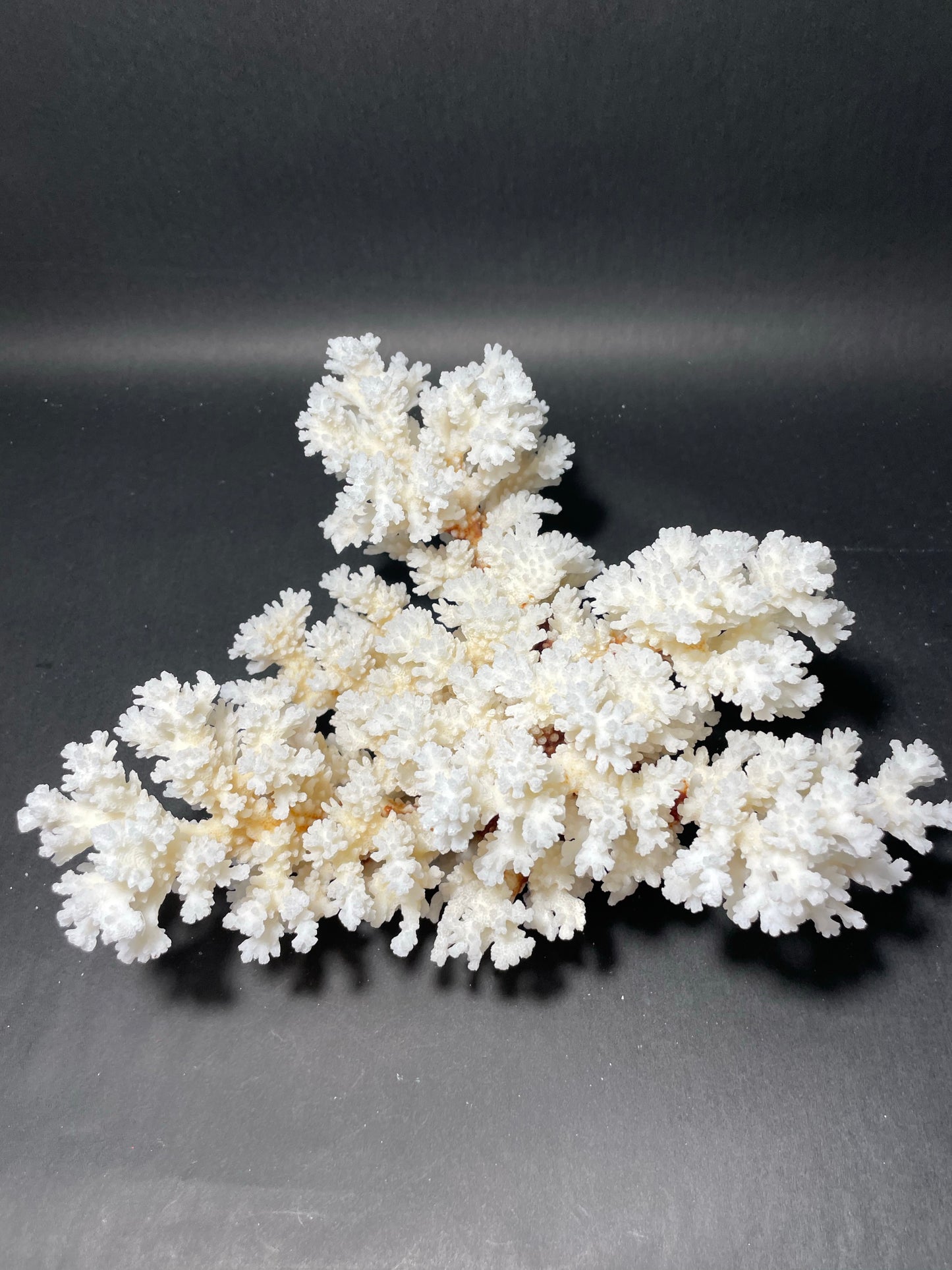 Brownstem Coral 12”x12”