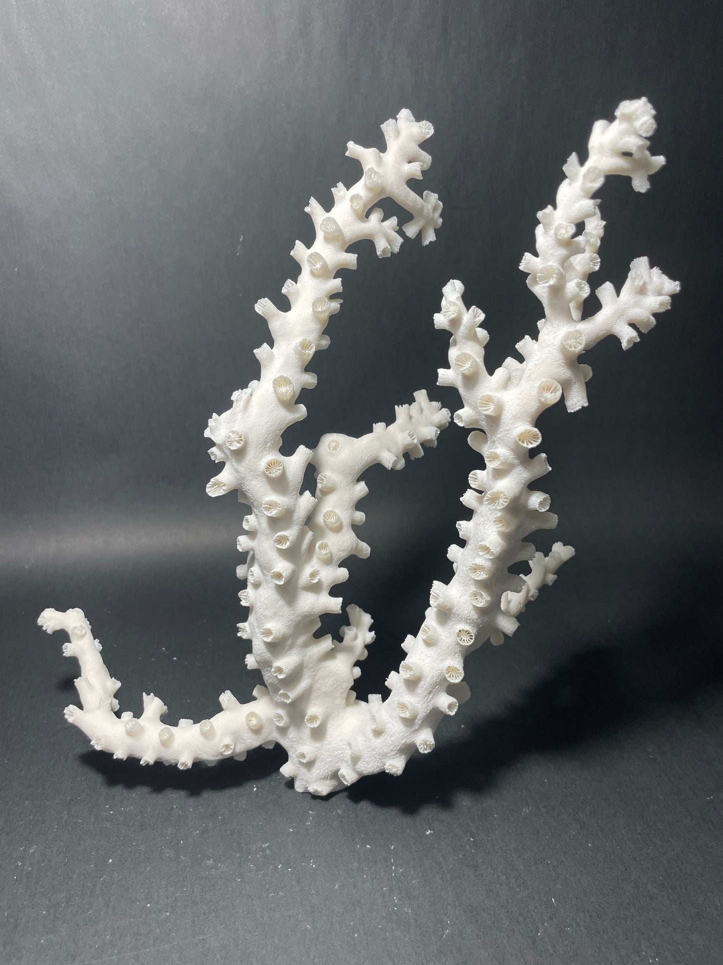 Octopus Coral (12”x10”x4”)