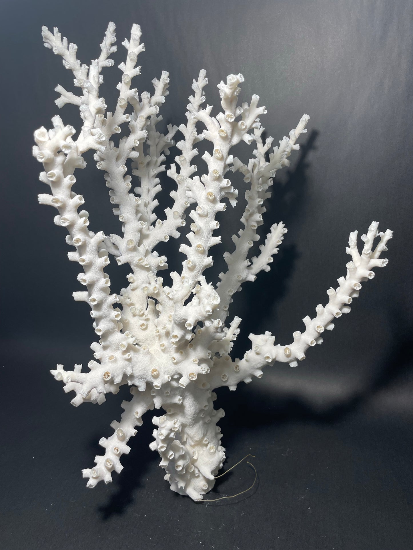 Octopus Coral (19”x14”x14”)
