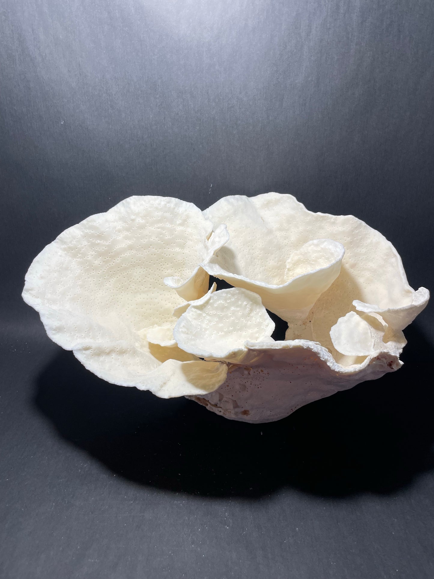 Cup Coral (16”x12”x9”)