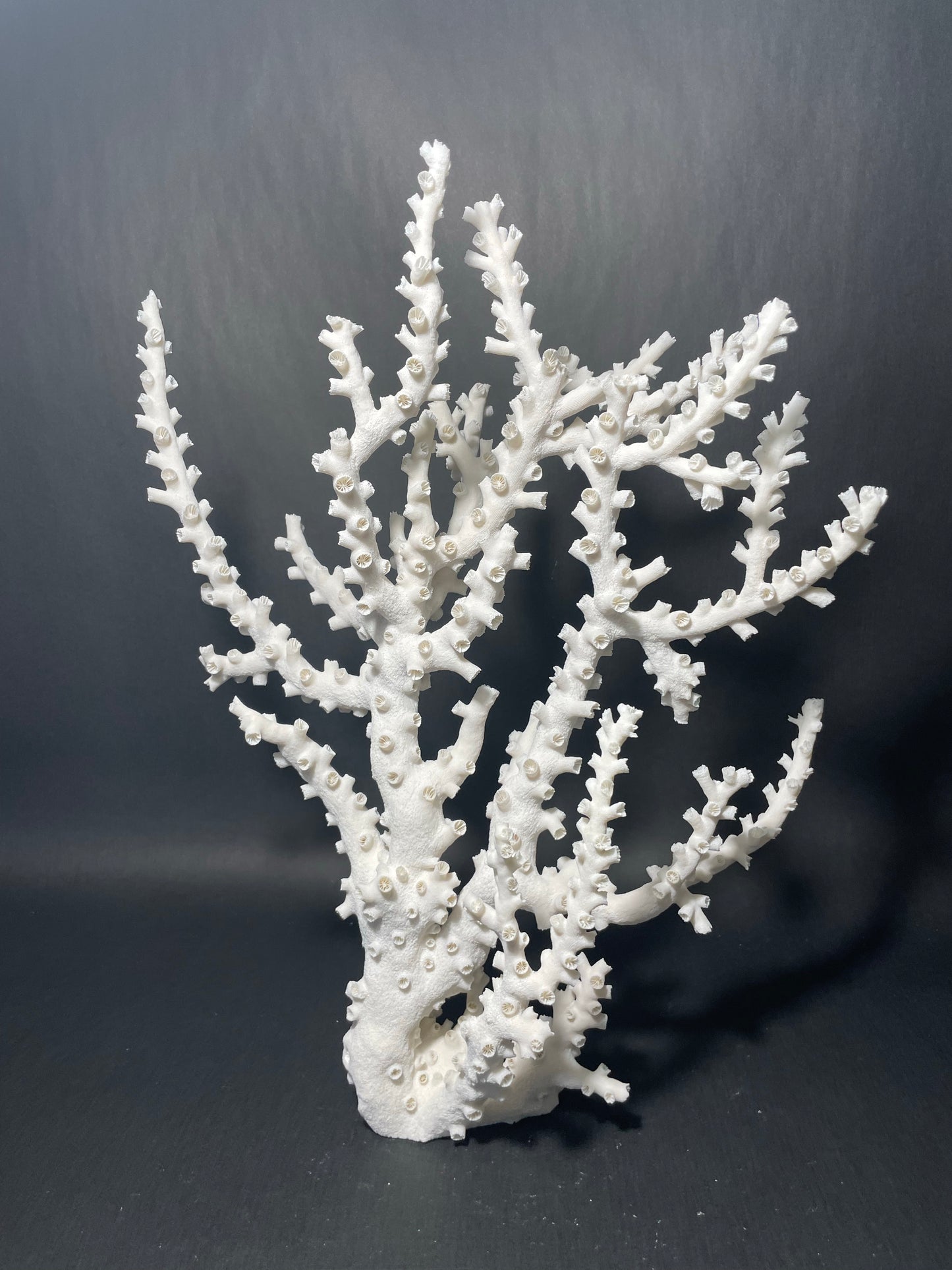 Octopus Coral (17”x13”x7”)