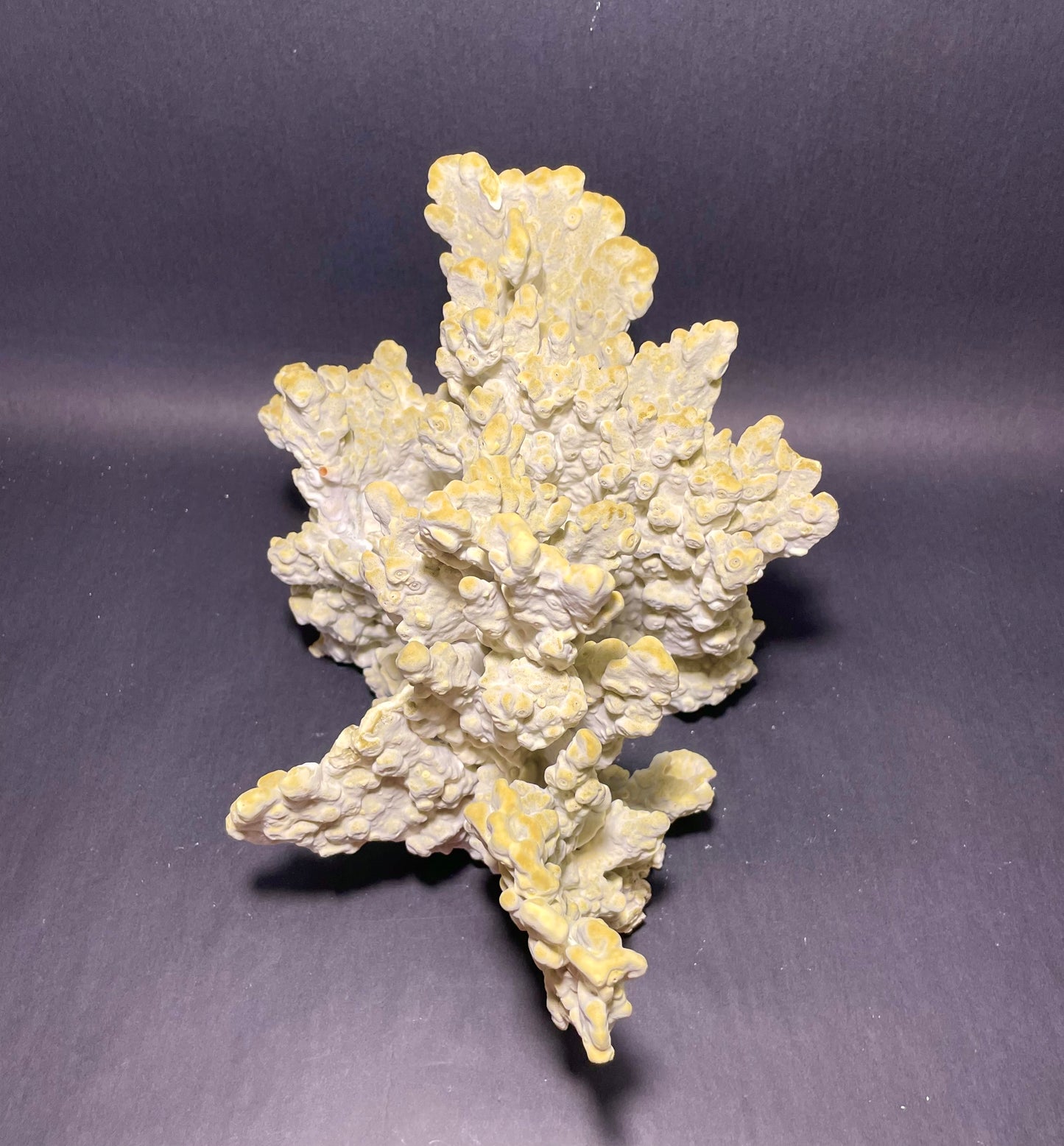 Green Fire Coral (14”x11”x9”)