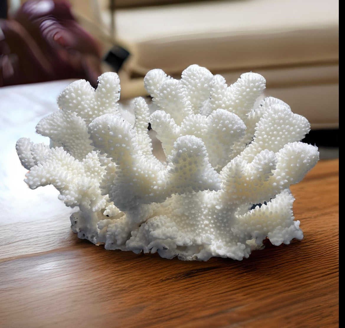 Cauliflower coral (13”x9”)