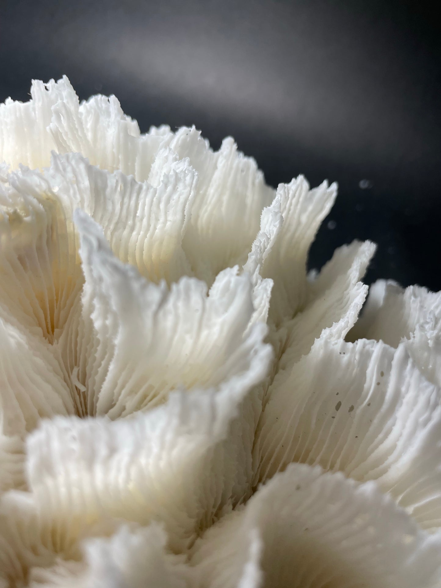 Lettuce Coral (15”x9”x9”)