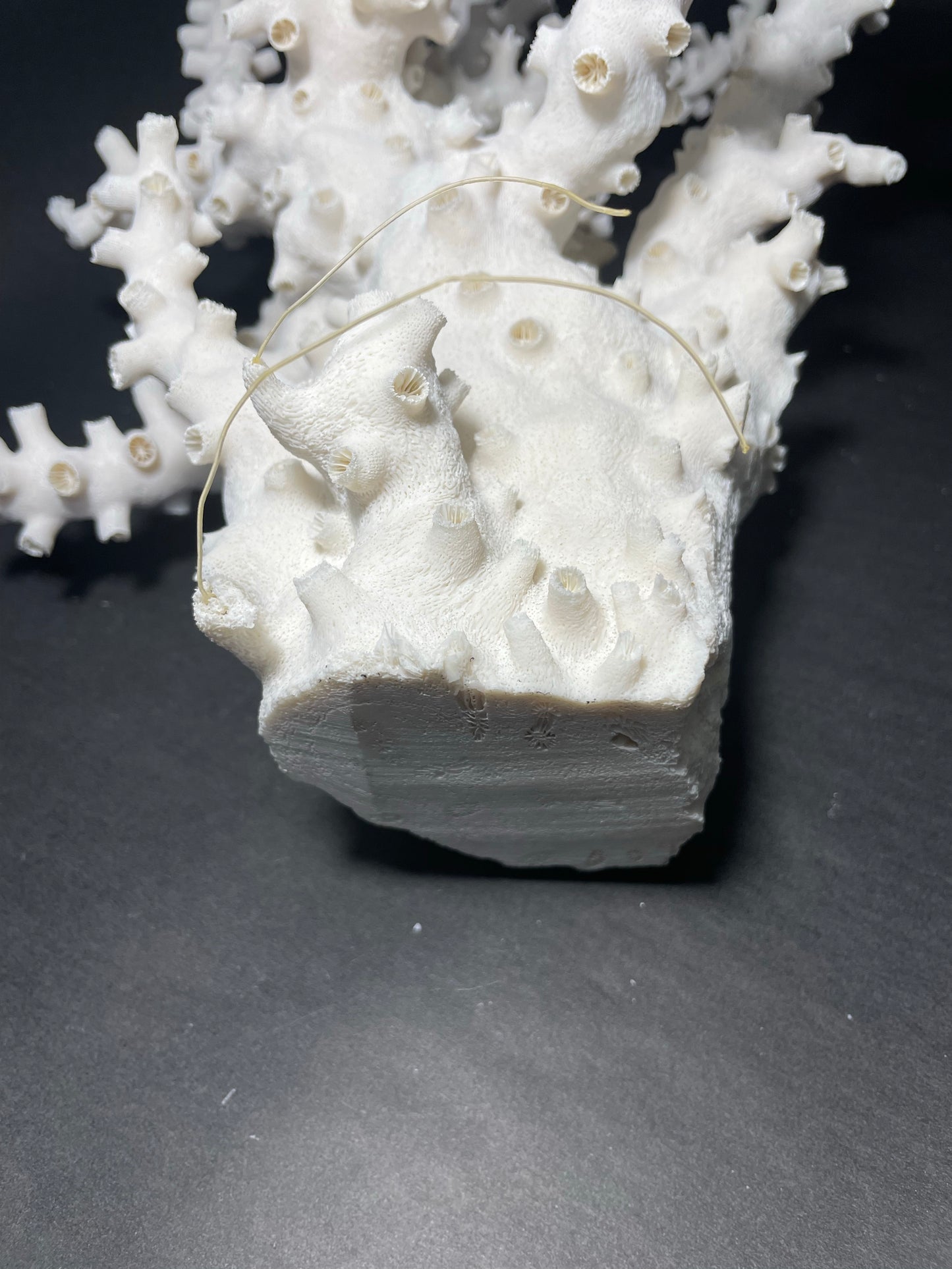 Octopus Coral (19”x14”x14”)