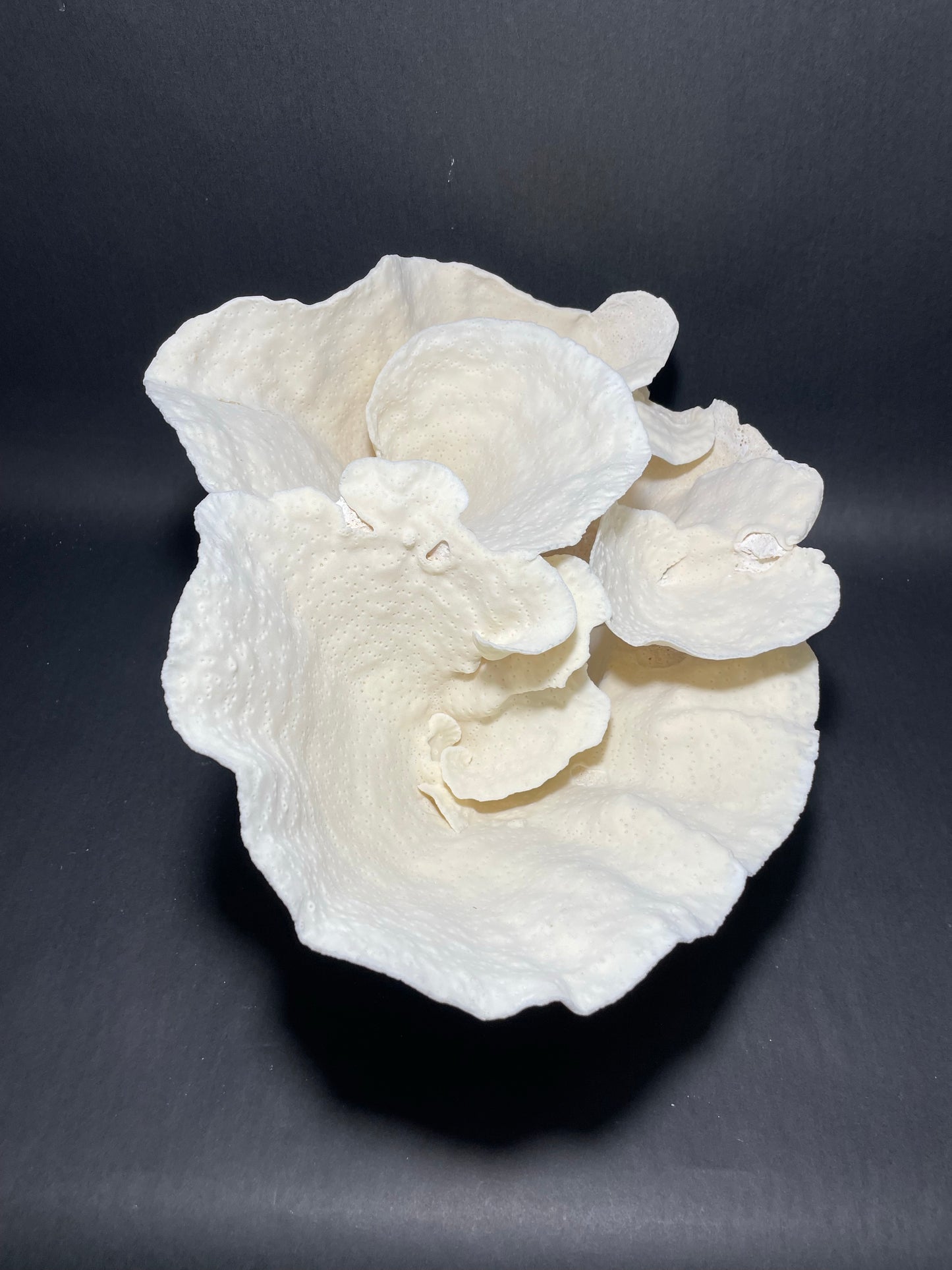 Cup Coral (16”x12”x9”)