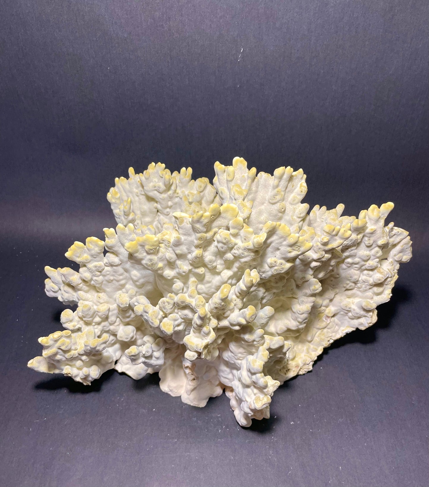 Green Fire Coral (14”x10”x9”)