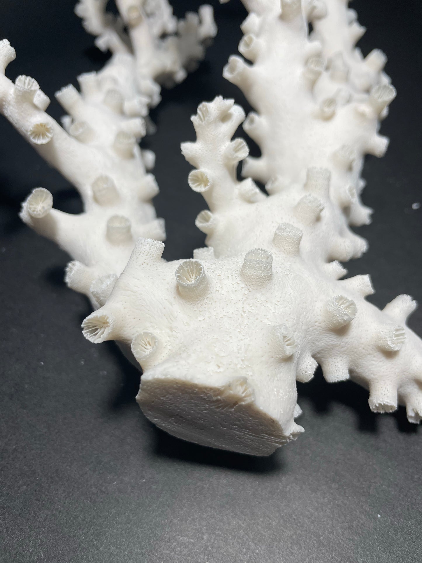 Octopus Coral (12”x10”x4”)