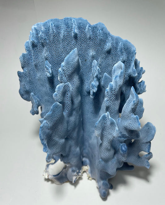Blue Ridge Coral (9”x8”x6”)