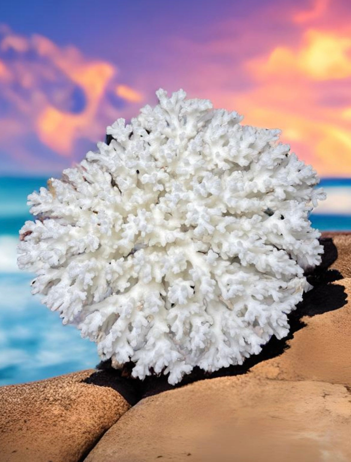 Lace Coral 7” x 7” - Treasures from Beneath