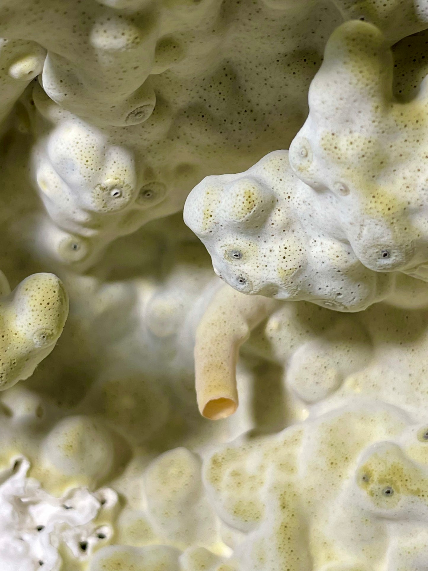 Green Fire Coral (14”x10”x9”)