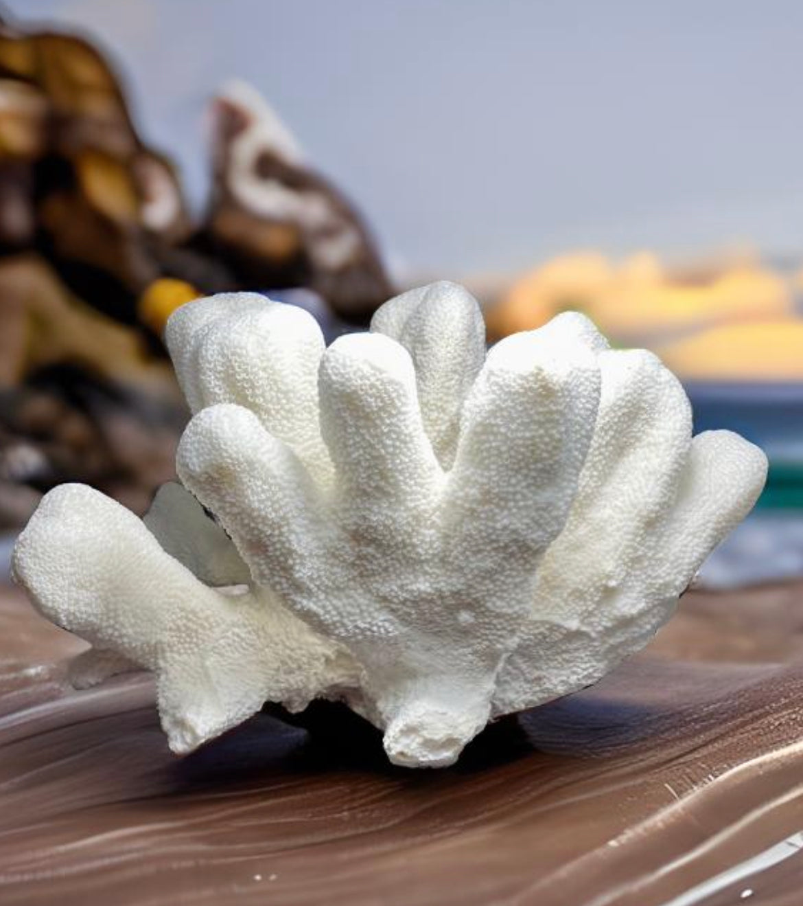 Cats Paw Coral (14”x10”)