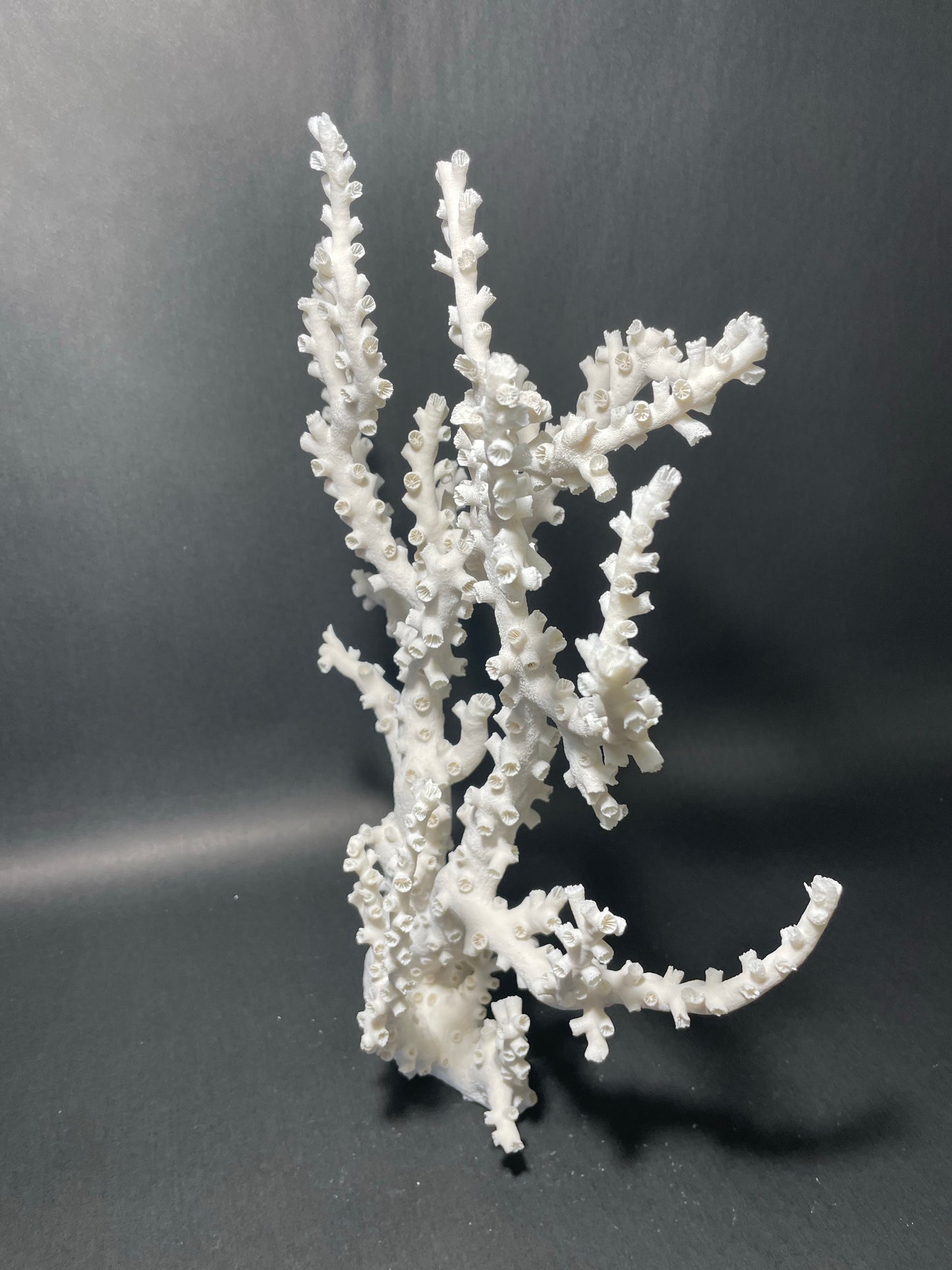 Octopus Coral (17”x13”x7”)