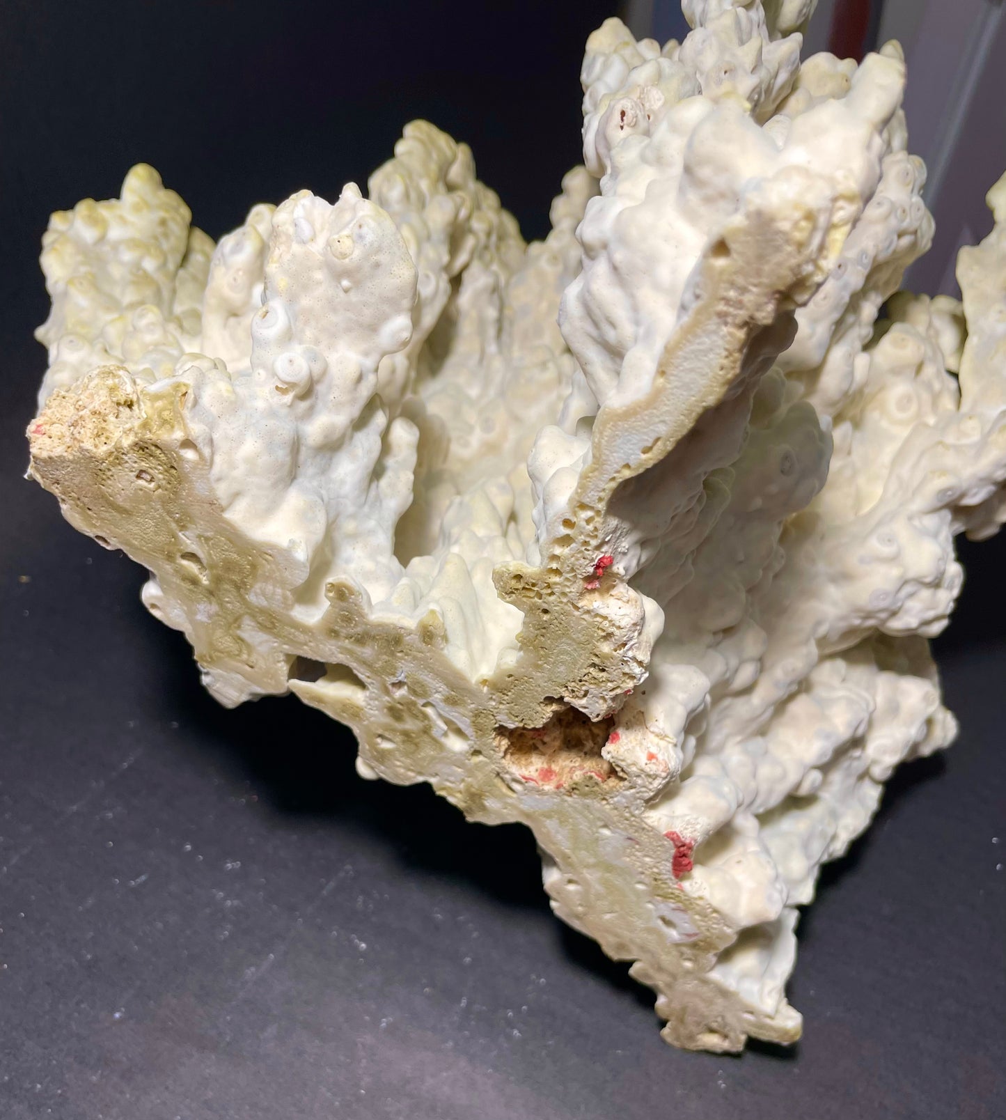 Green Fire Coral (14”x11”x9”)