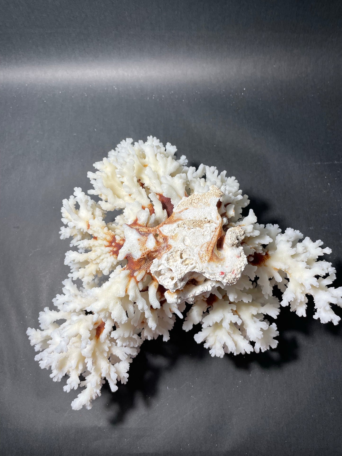 Brownstem Coral 12”x12”