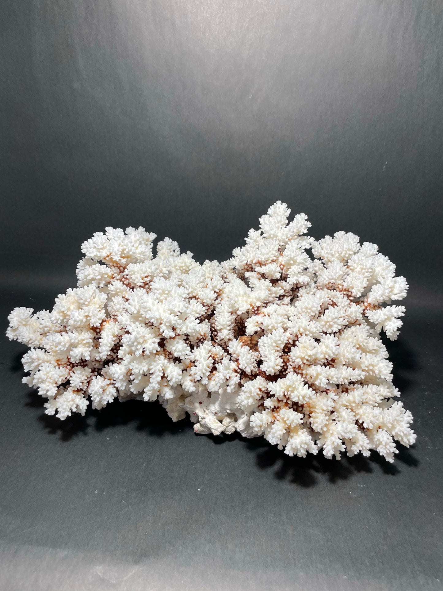 Brownstem Coral 10 Lbs (16”x11”)