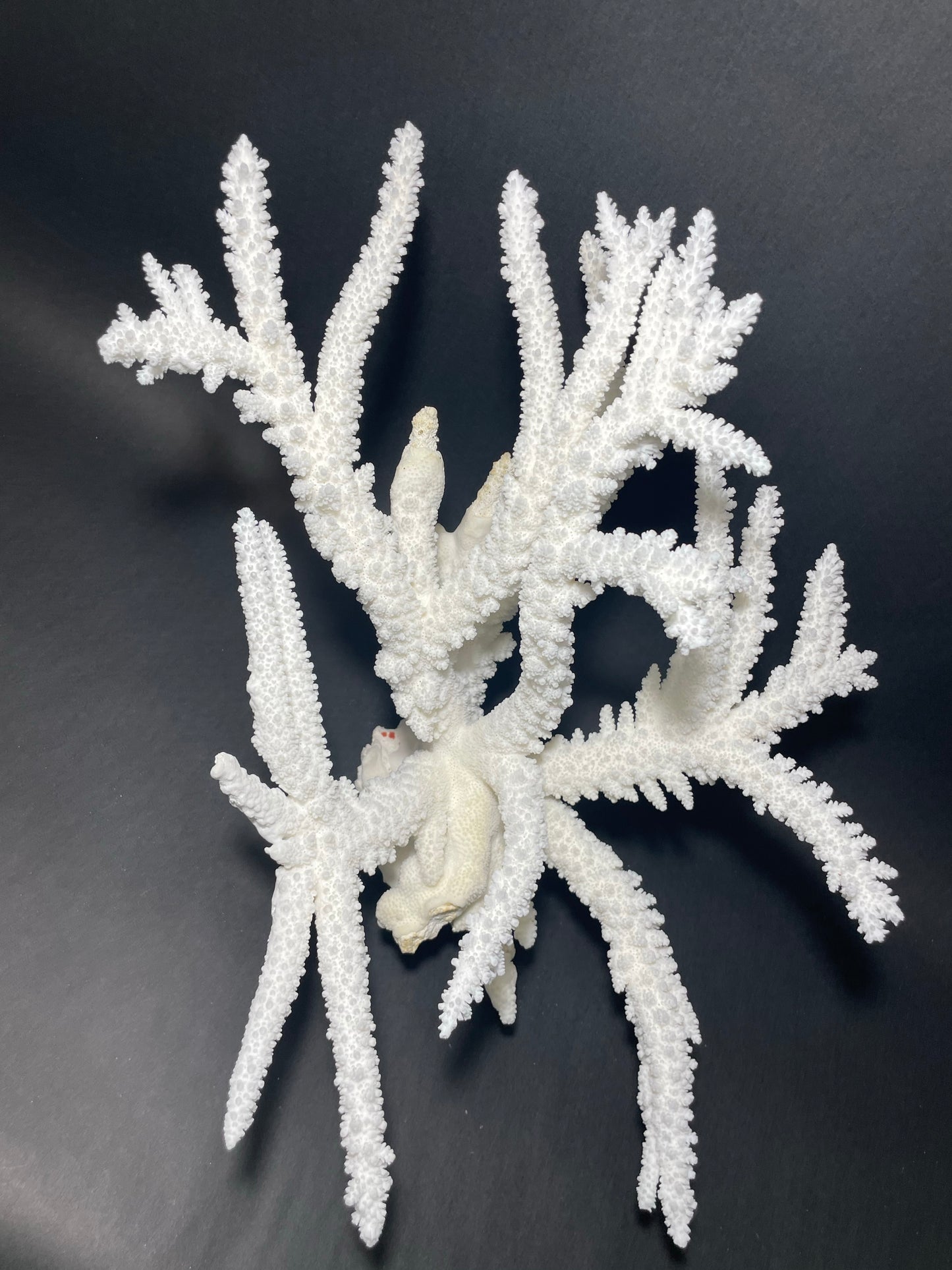 Branch Coral (19”x17”)