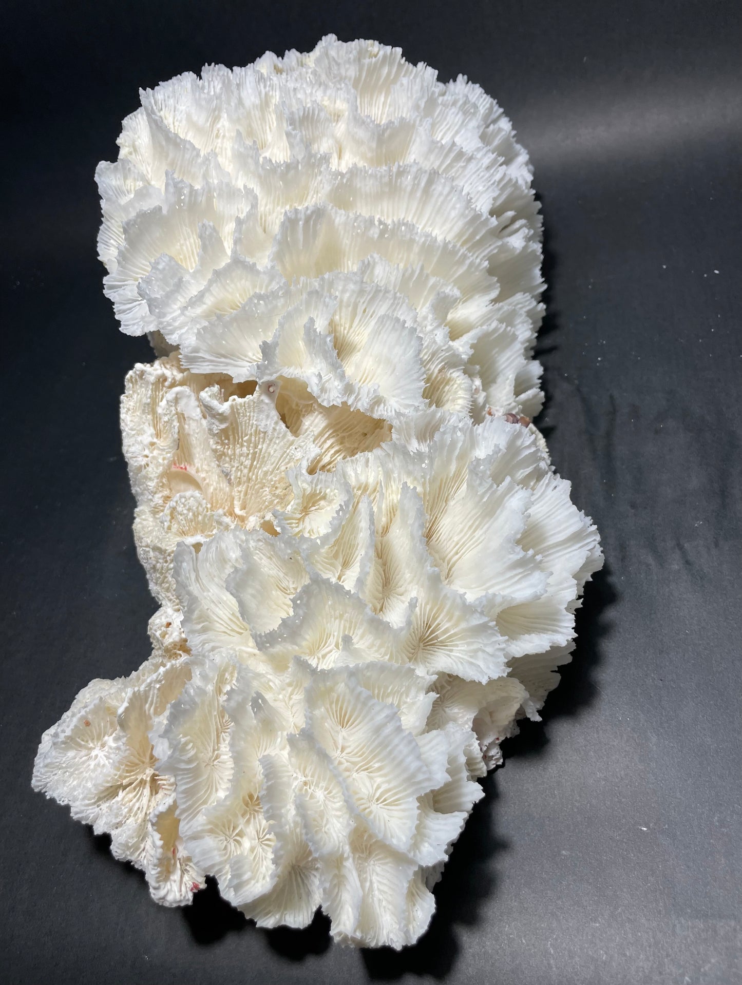 Lettuce Coral (15”x9”x9”)