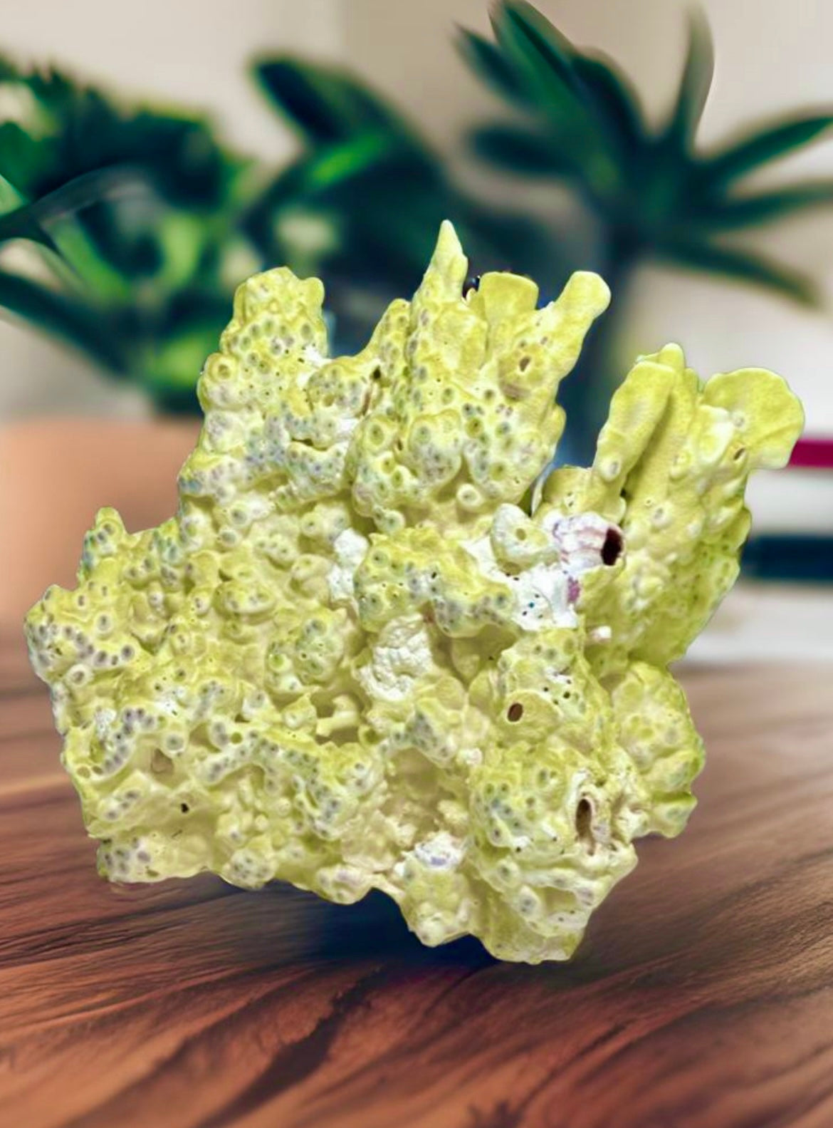Green Fire Coral (10"x8") - Treasures from Beneath