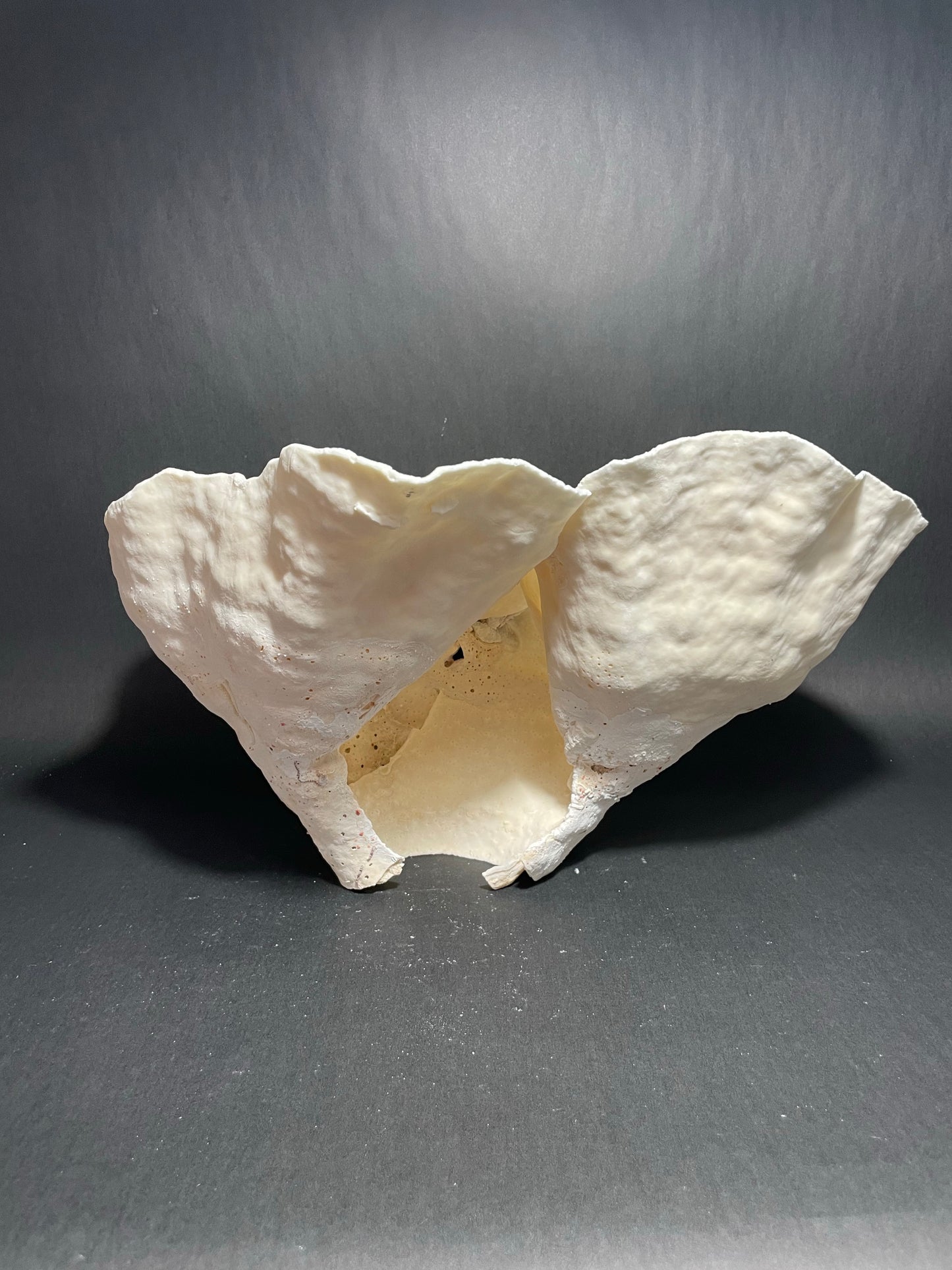 Cup Coral (16”x12”x9”)