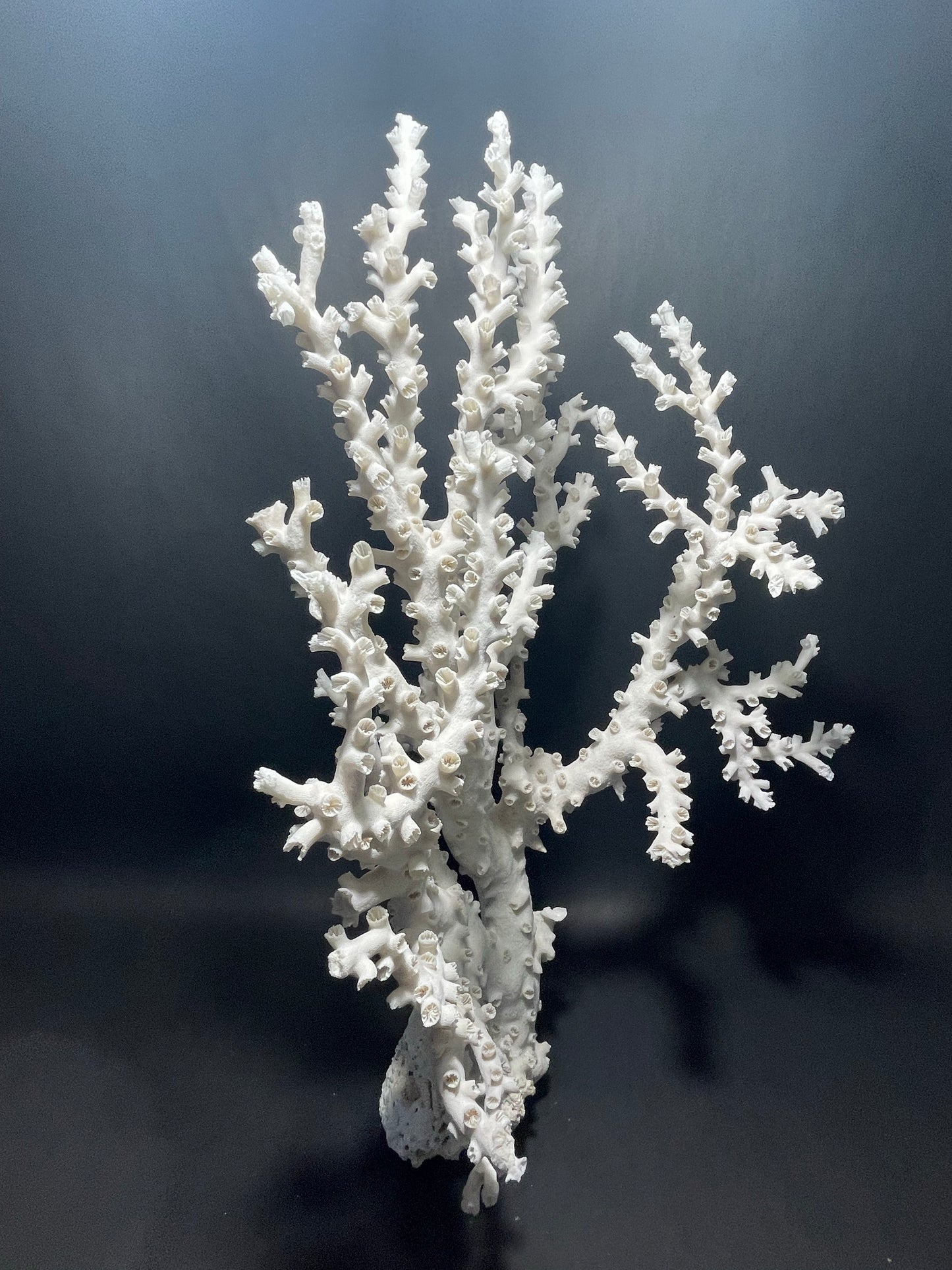Octopus Coral (22”x15”x10”)