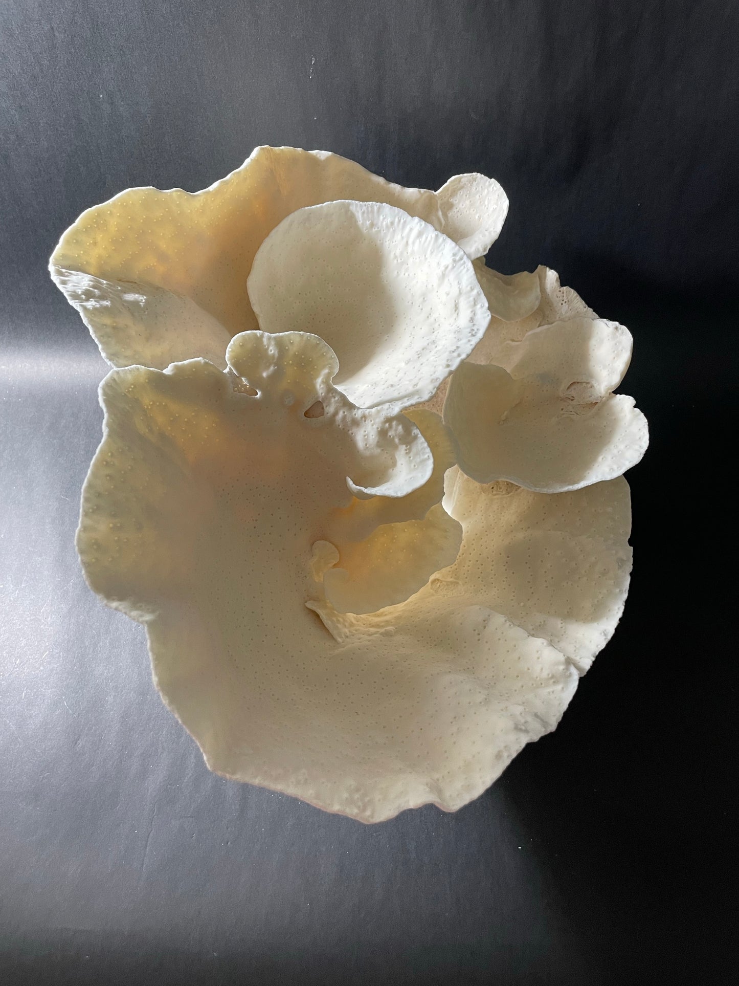 Cup Coral (16”x12”x9”)