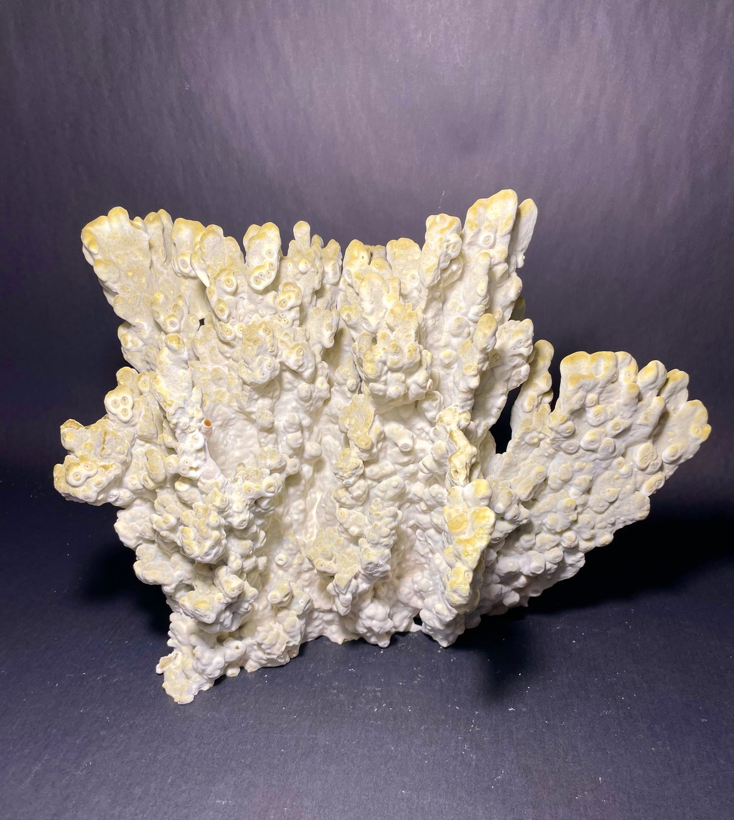 Green Fire Coral (14”x11”x9”)