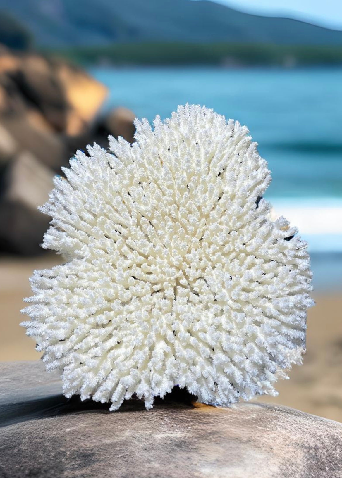 Table Coral 17” x 18” - Treasures from Beneath