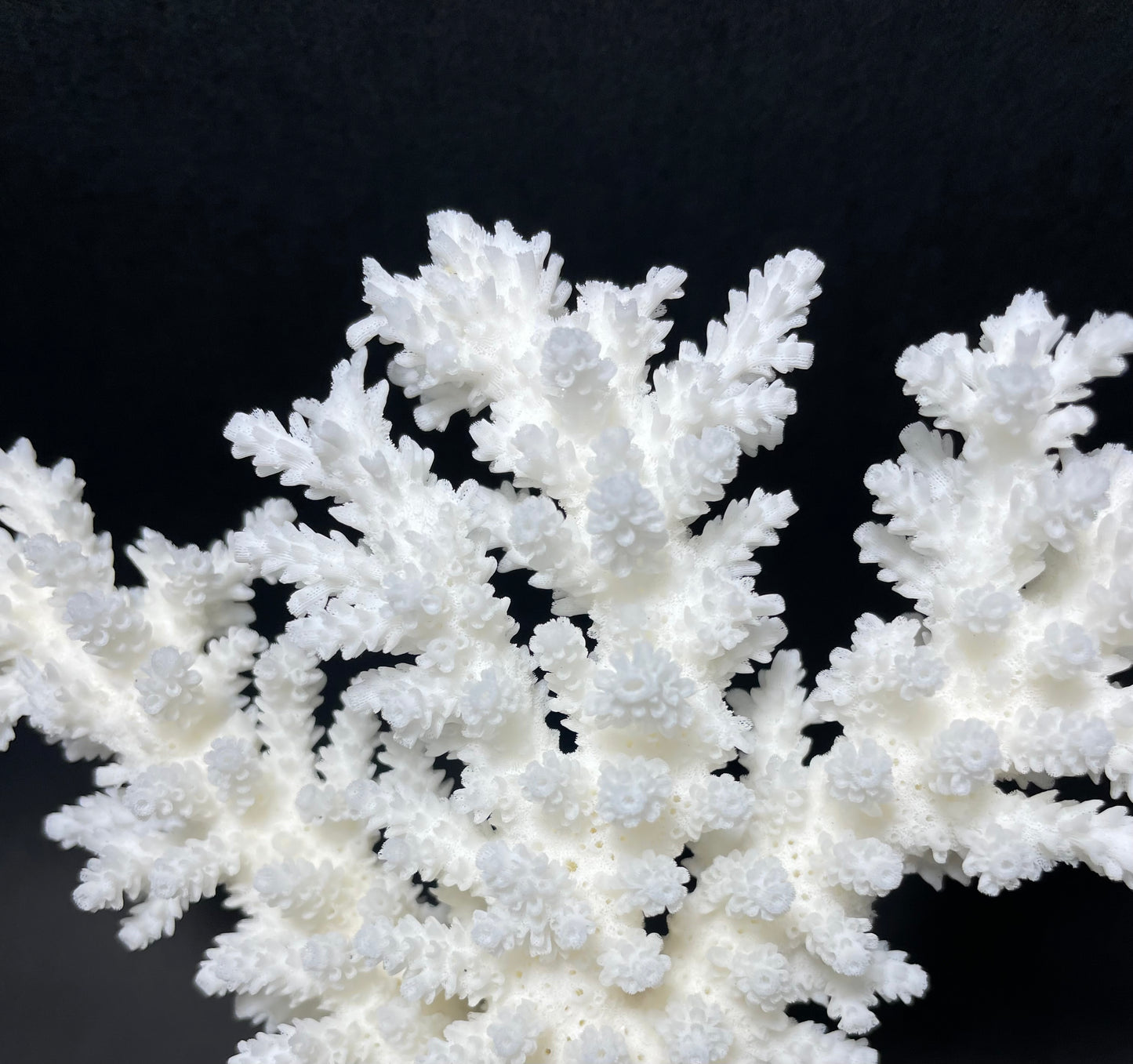 Branch Coral (19”x17”)