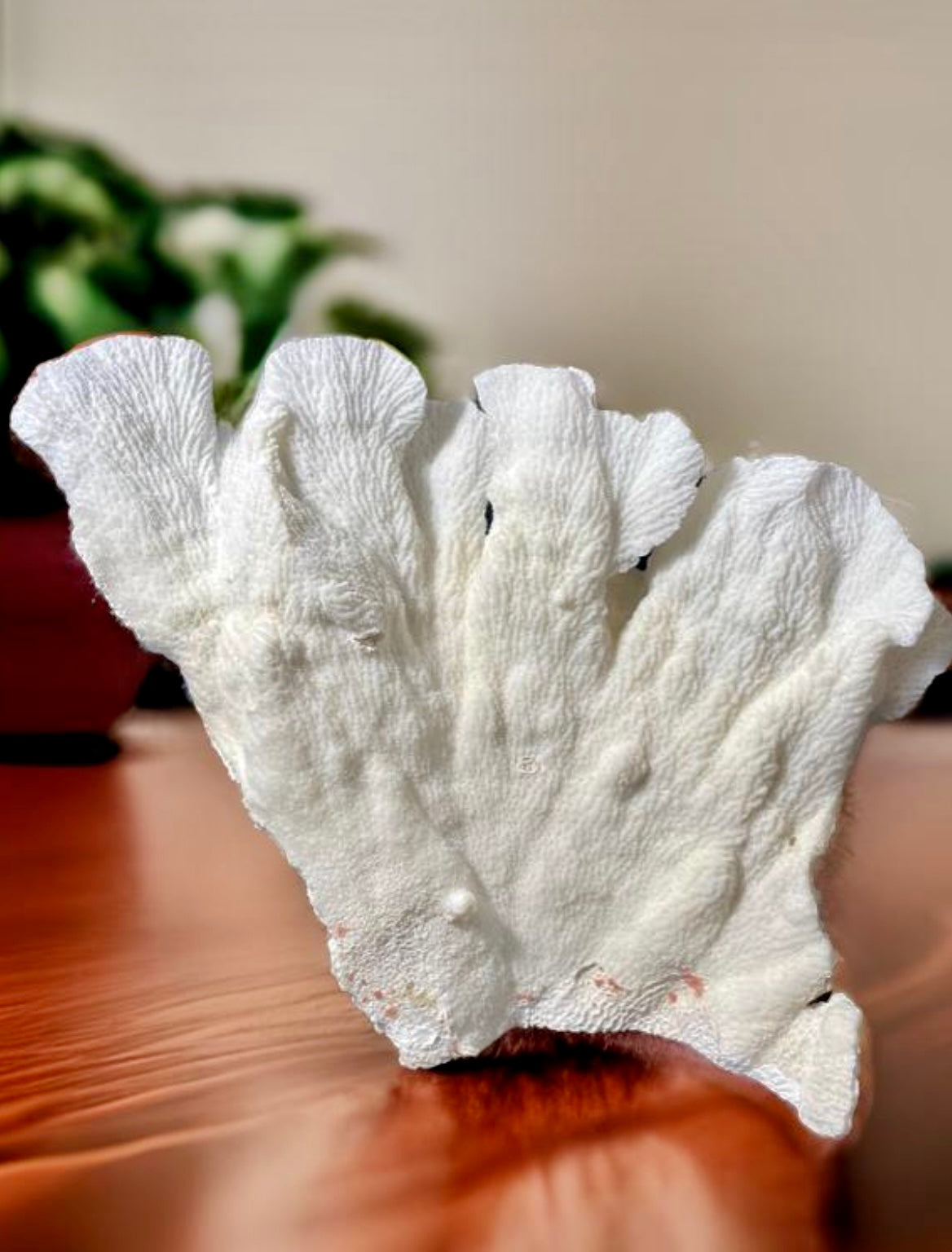 Merulina Coral (13"x13") - Treasures from Beneath