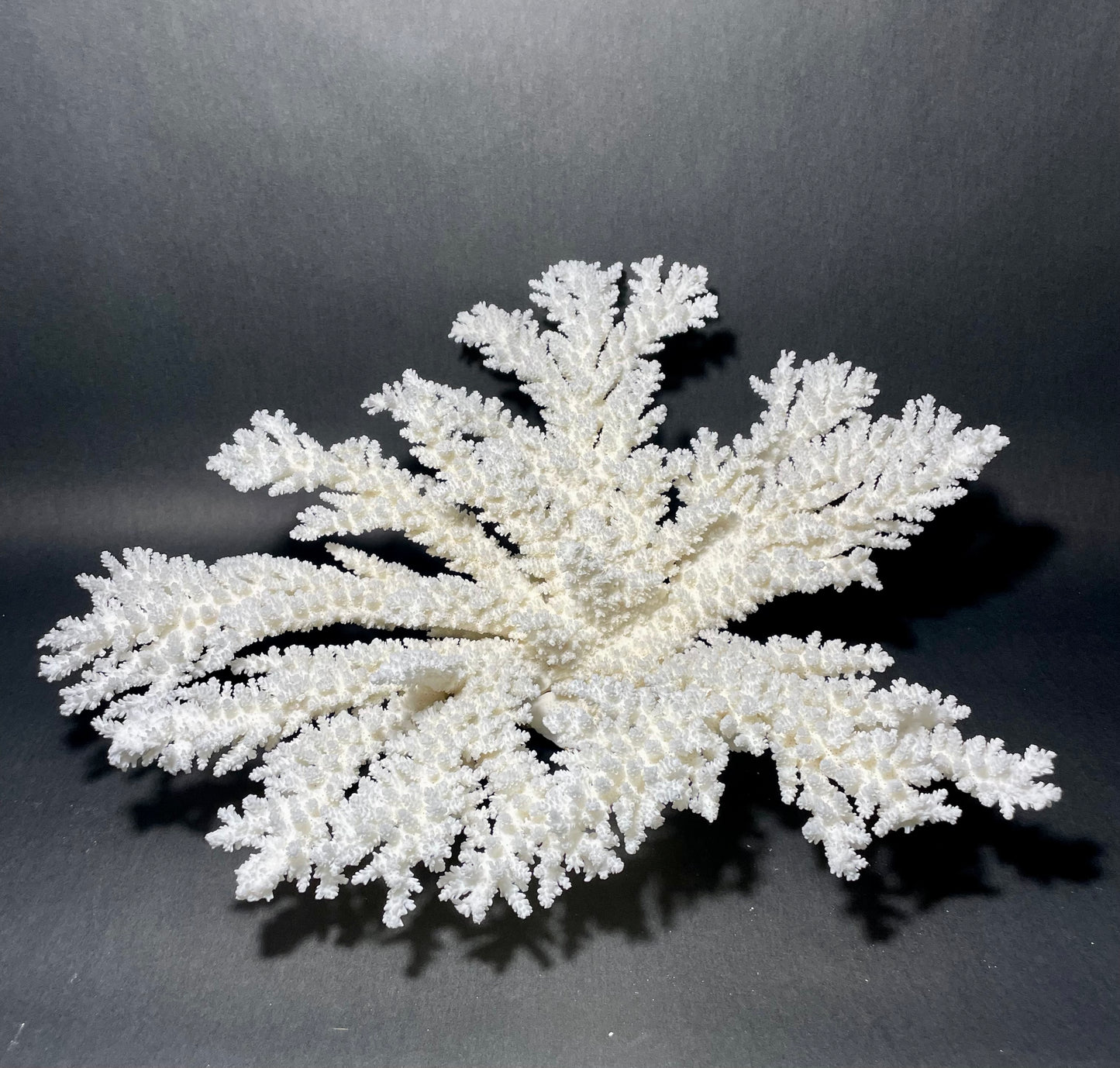 Branch Coral (19”x17”)