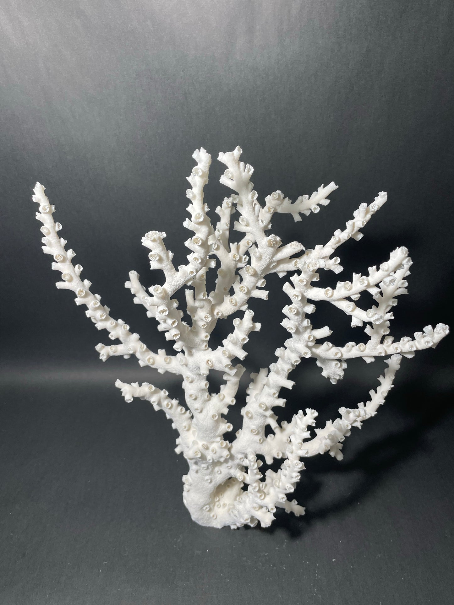 Octopus Coral (17”x13”x7”)