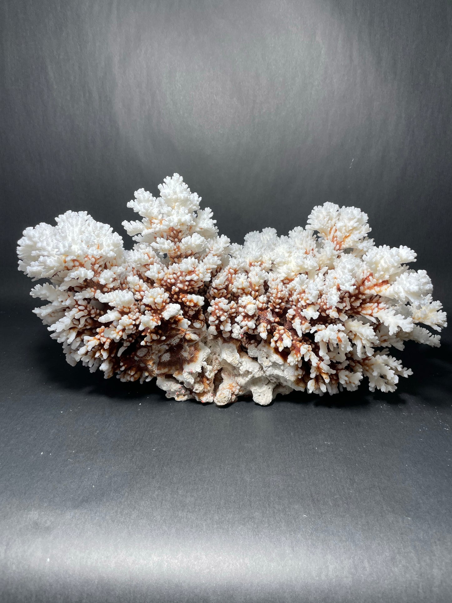 Brownstem Coral 10 Lbs (16”x11”)