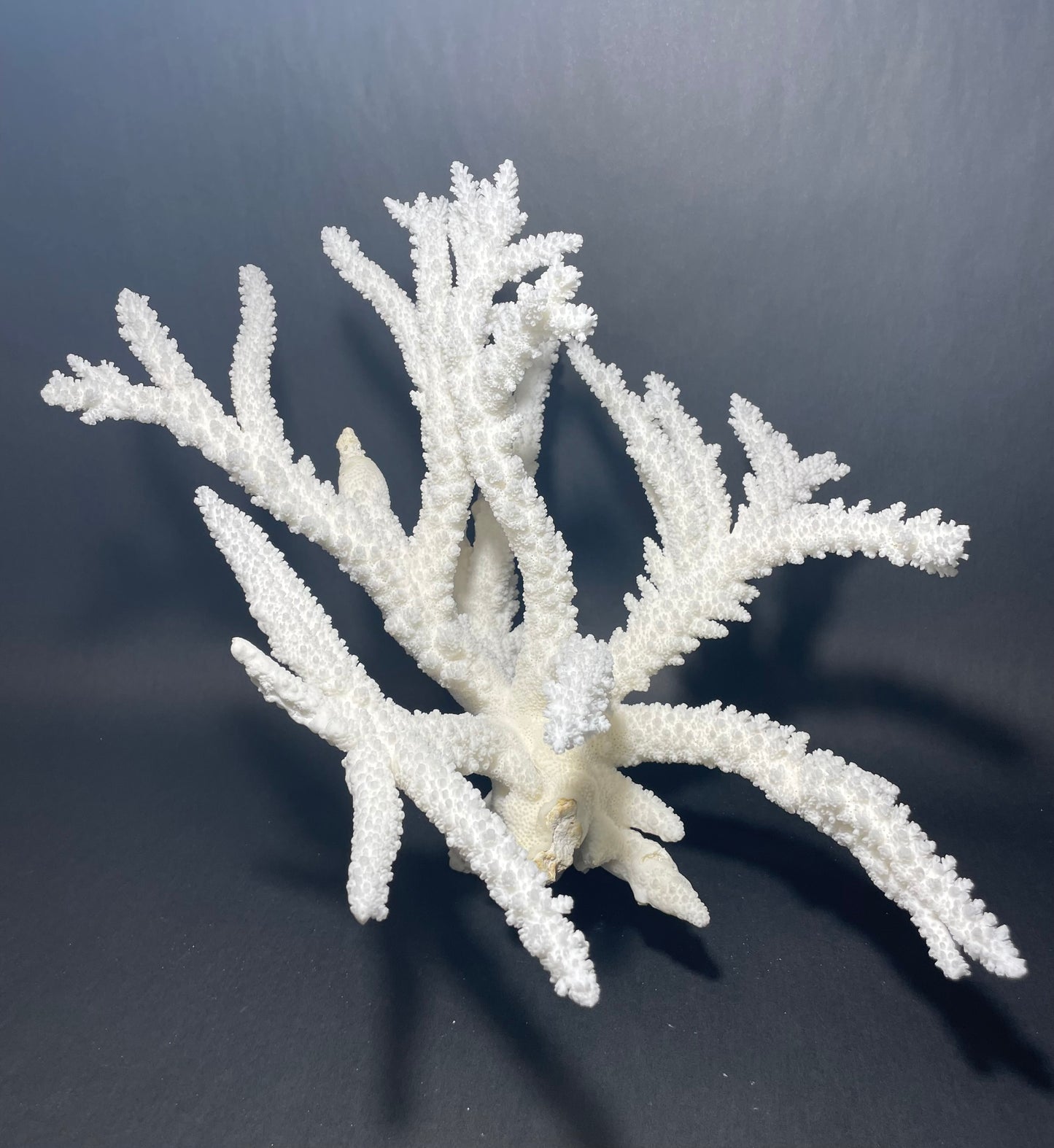 Branch Coral (19”x17”)