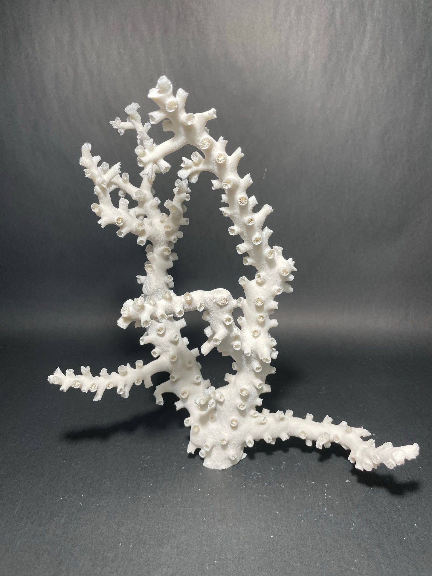 Octopus Coral (12”x10”x4”)