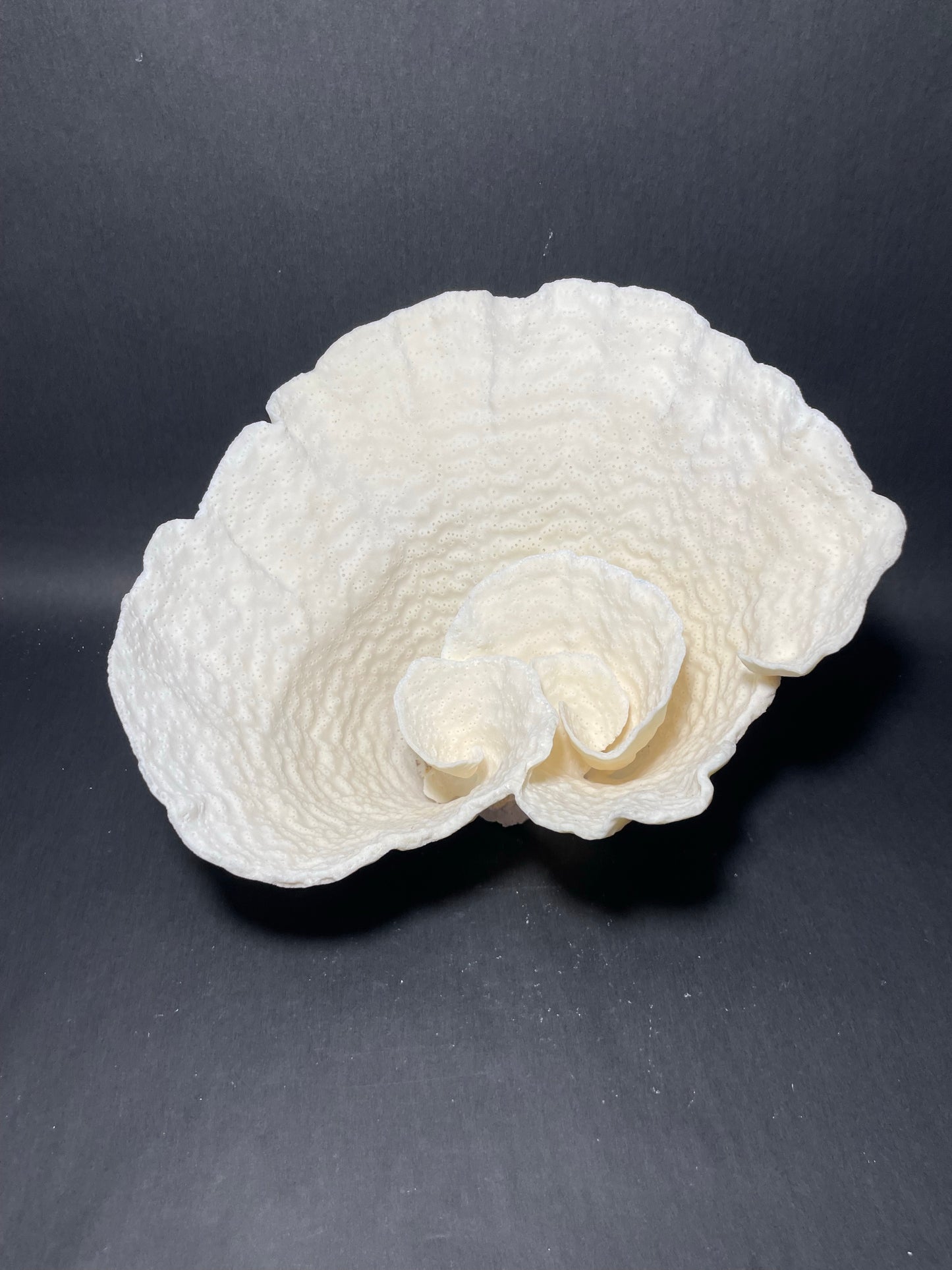 Cup Coral (12”x11”x9”)