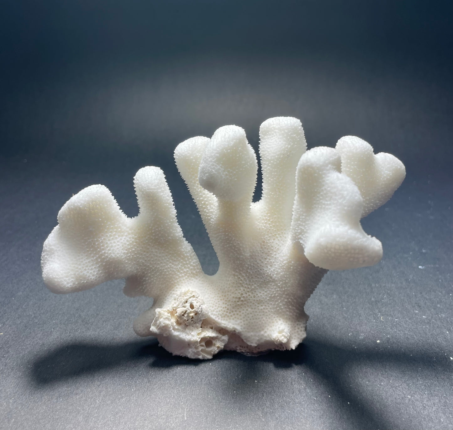 Coral (4-5”)