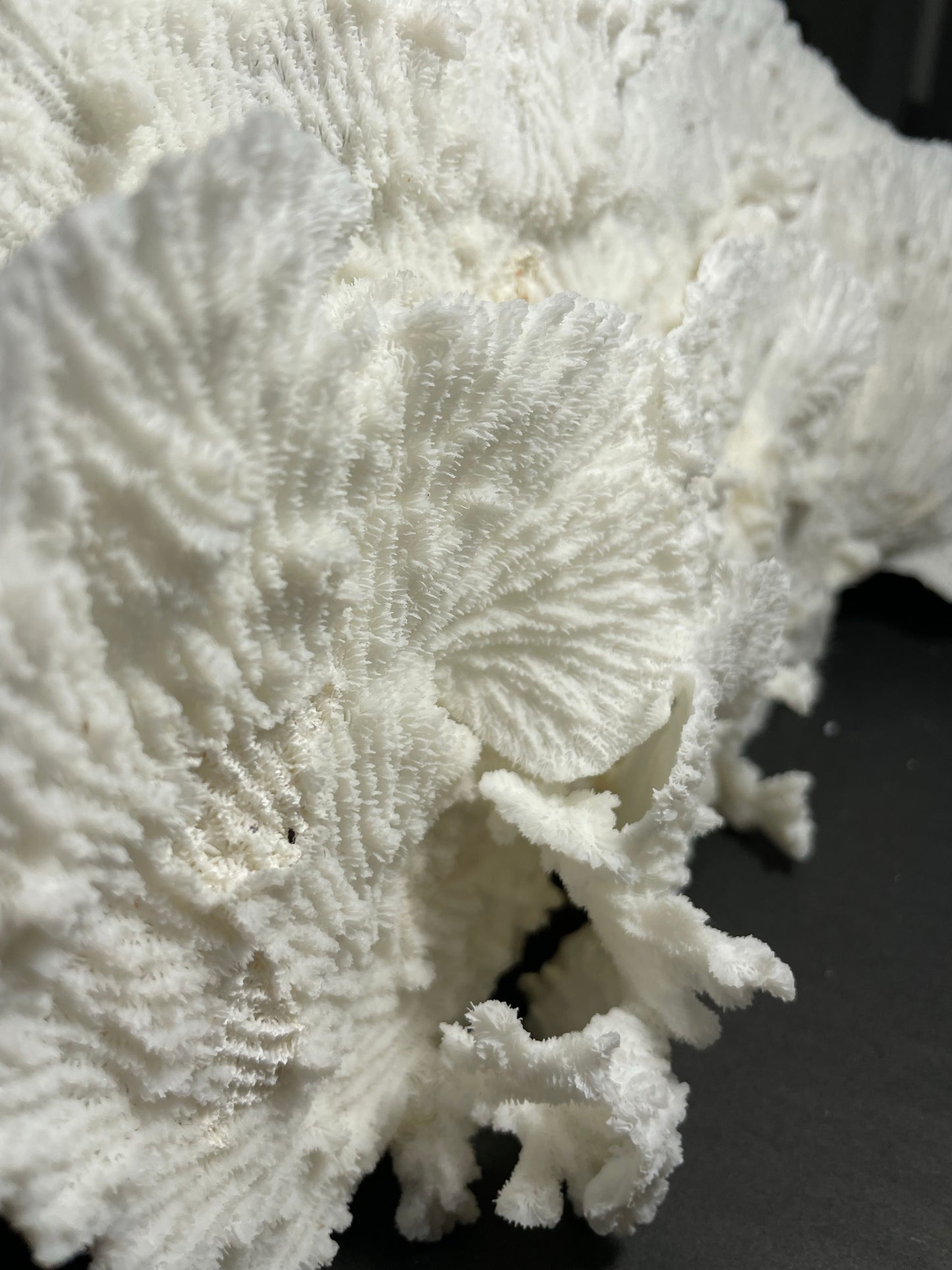 Merulina Coral (13"x7"x4”)